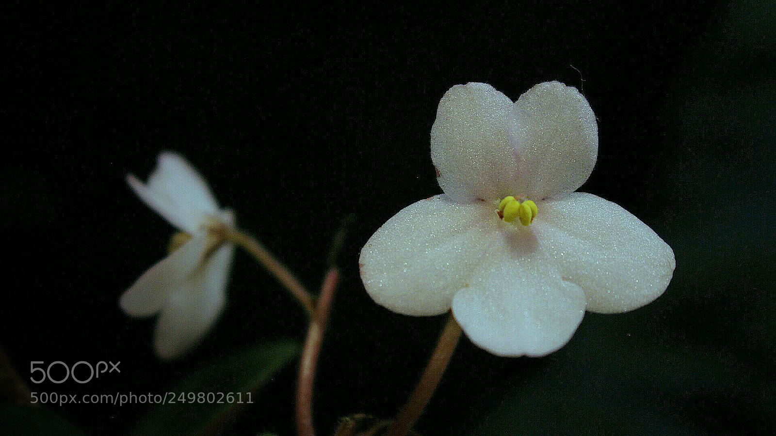 Canon EOS 700D (EOS Rebel T5i / EOS Kiss X7i) sample photo. Violeta. photography