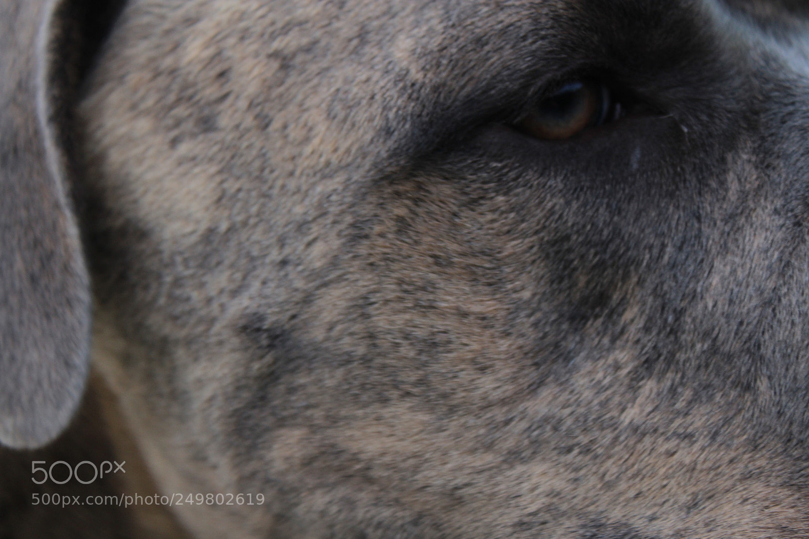 Canon EOS 1200D (EOS Rebel T5 / EOS Kiss X70 / EOS Hi) sample photo. Dog eye photography