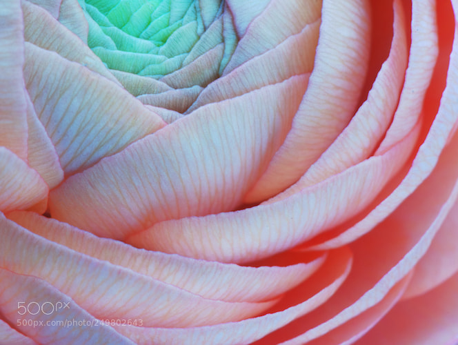 Nikon D90 sample photo. Secret life of petals photography