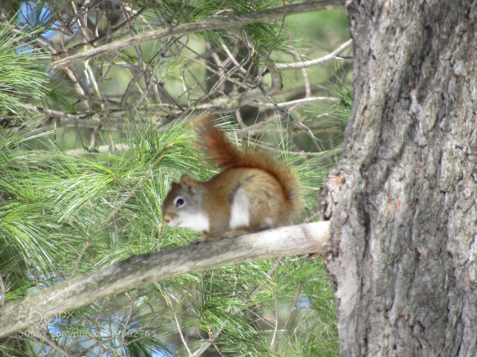 Canon PowerShot SX530 HS sample photo. Little red squirrel photography