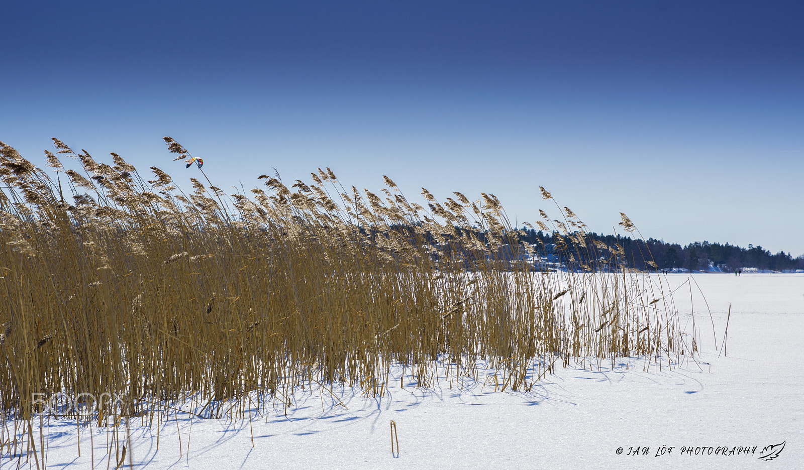 Nikon D7200 sample photo. Rye on ice photography