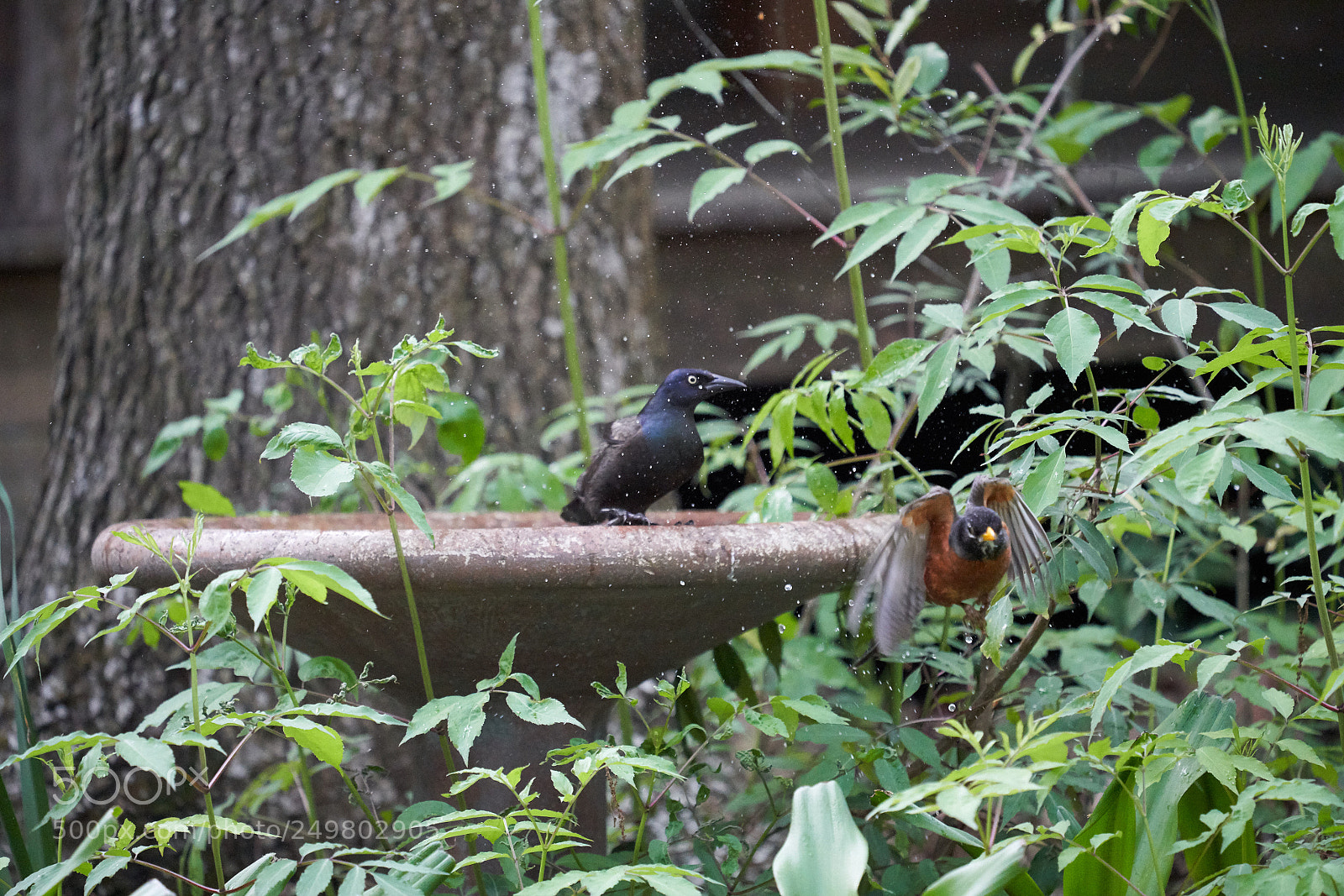 Sony a7R III sample photo. _dsc0597 .jpg photography