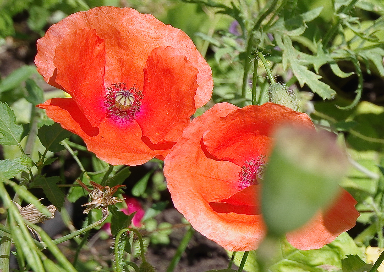 Pentax K-01 sample photo. Roter mohn photography