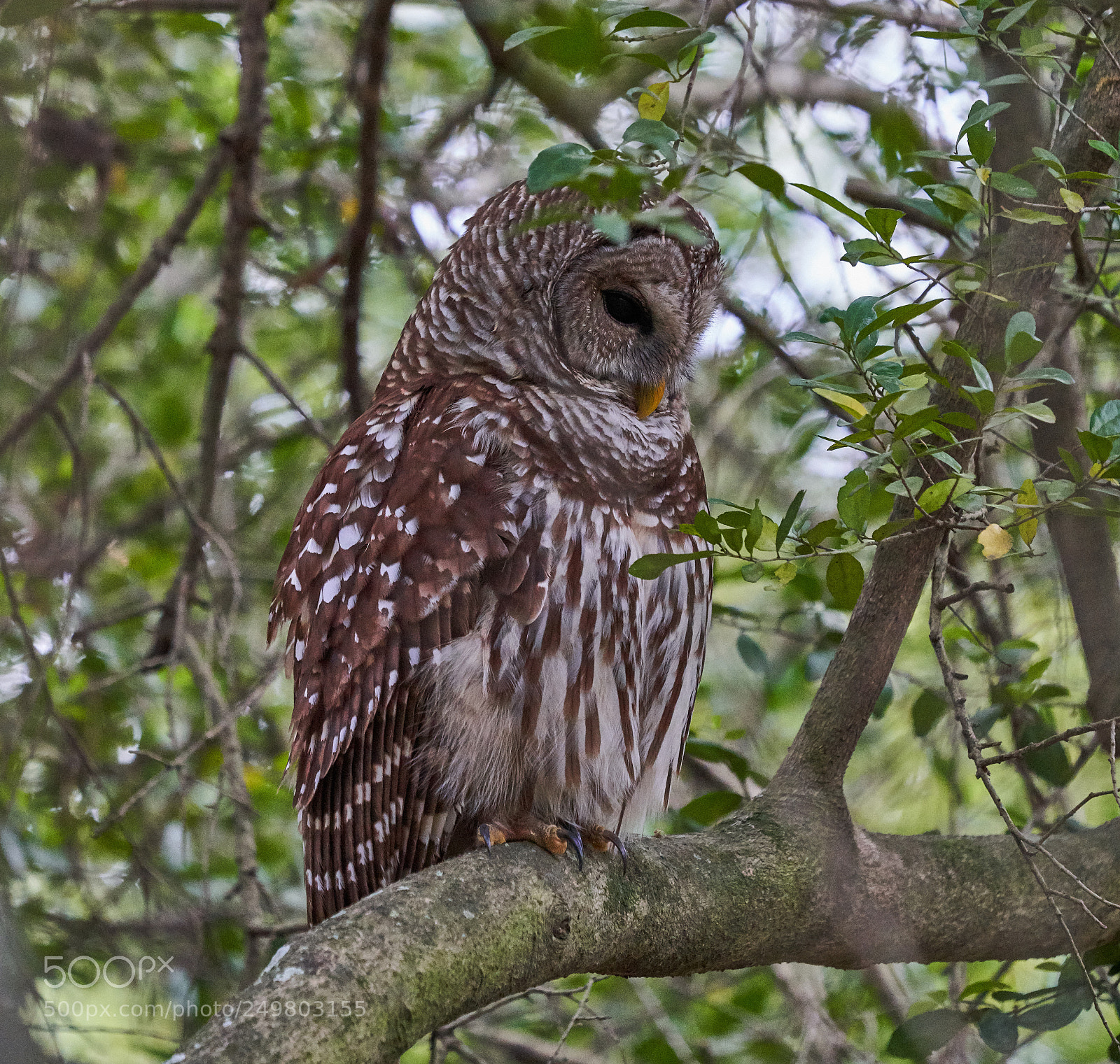 Sony a7R III sample photo. _dsc0367 .jpg photography