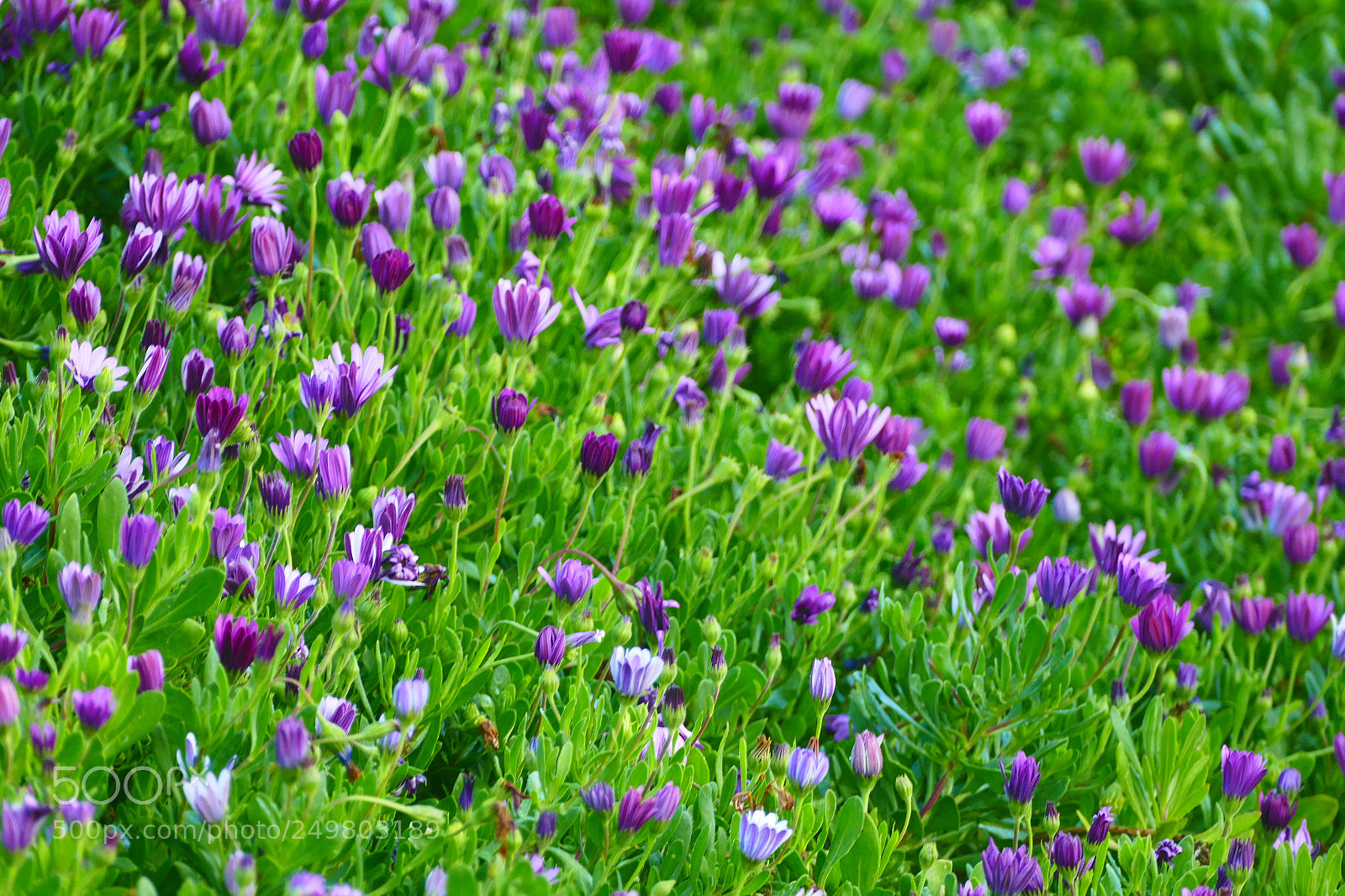 Panasonic Lumix DMC-FZ1000 sample photo. Blooming photography