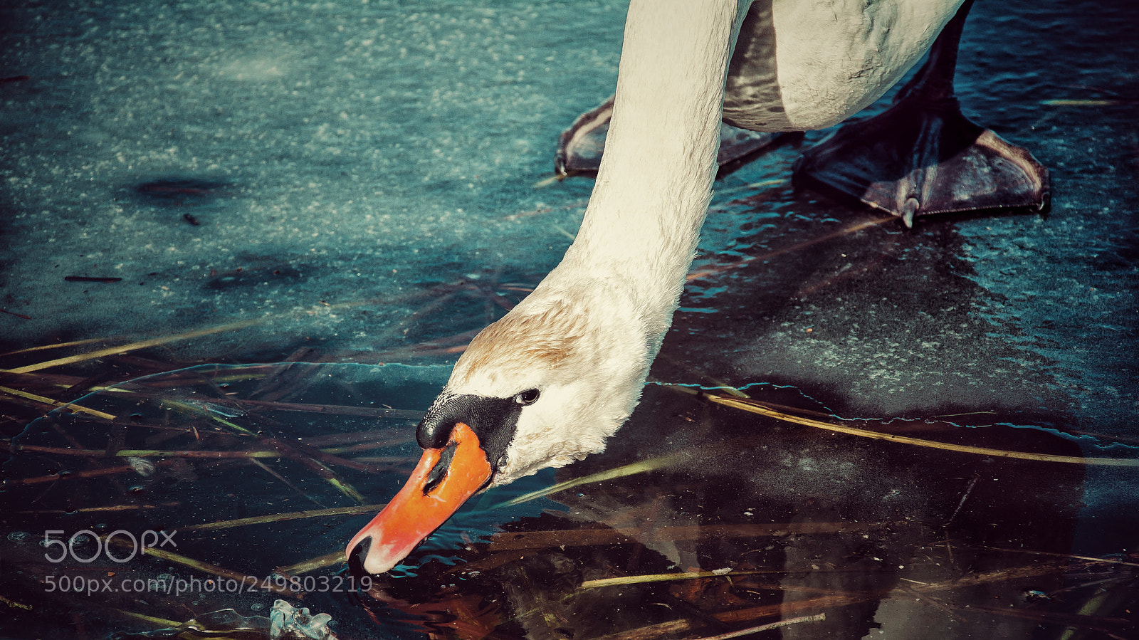 Nikon D7100 sample photo. I am still watching photography