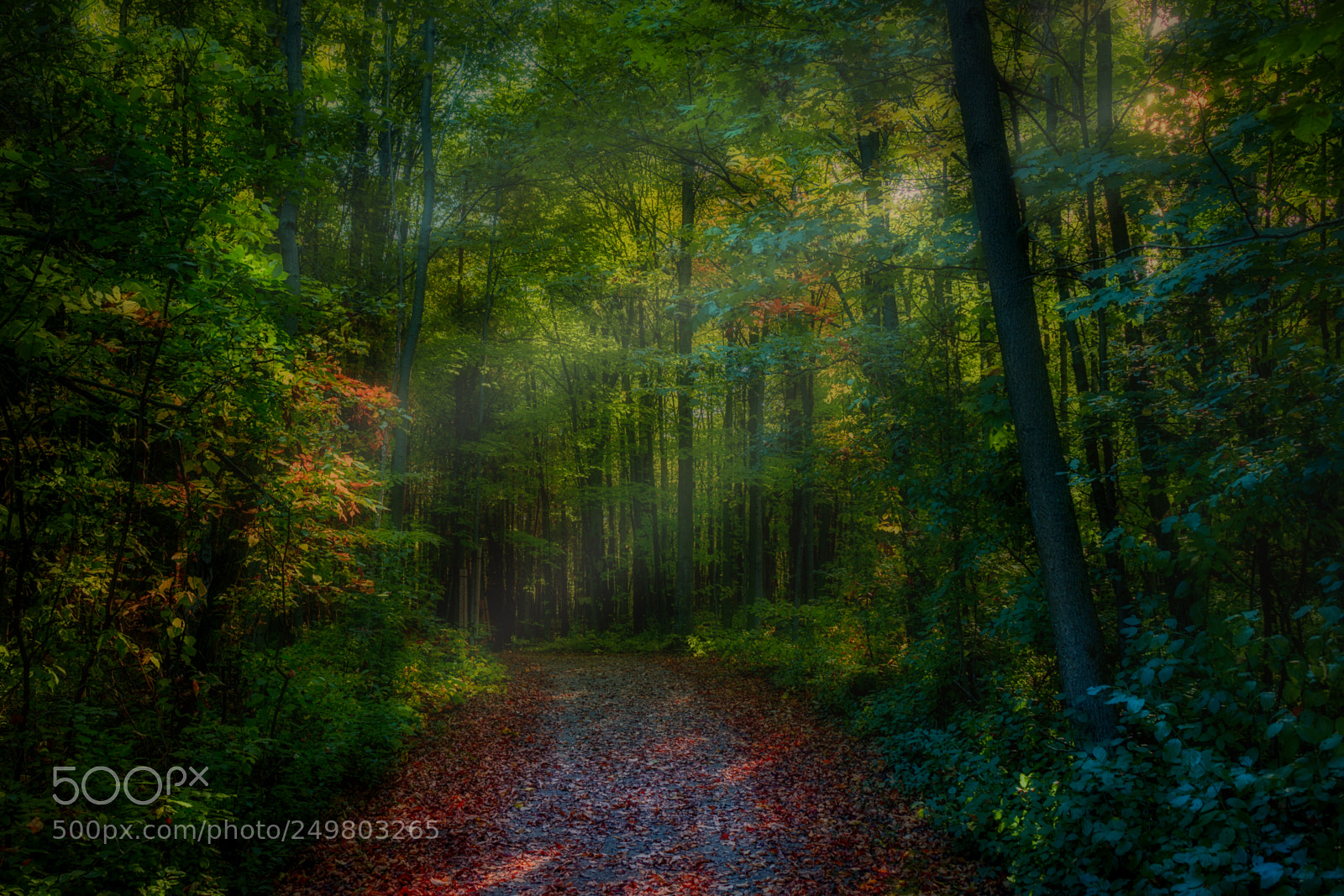 Canon EOS 70D sample photo. Deep in forest photography