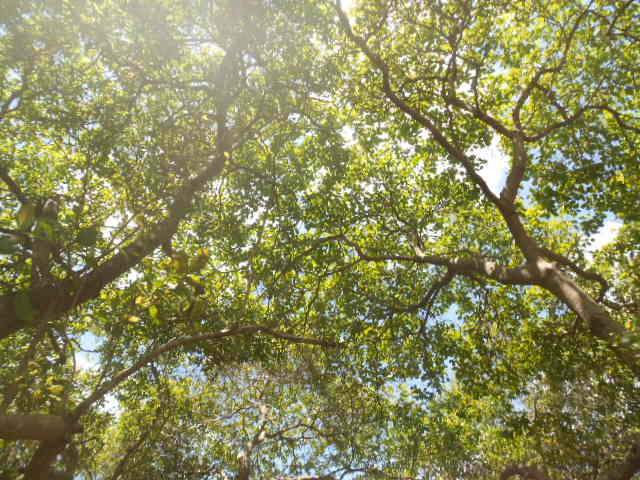 Nikon Coolpix S3100 sample photo. Natureza@paz@ photography