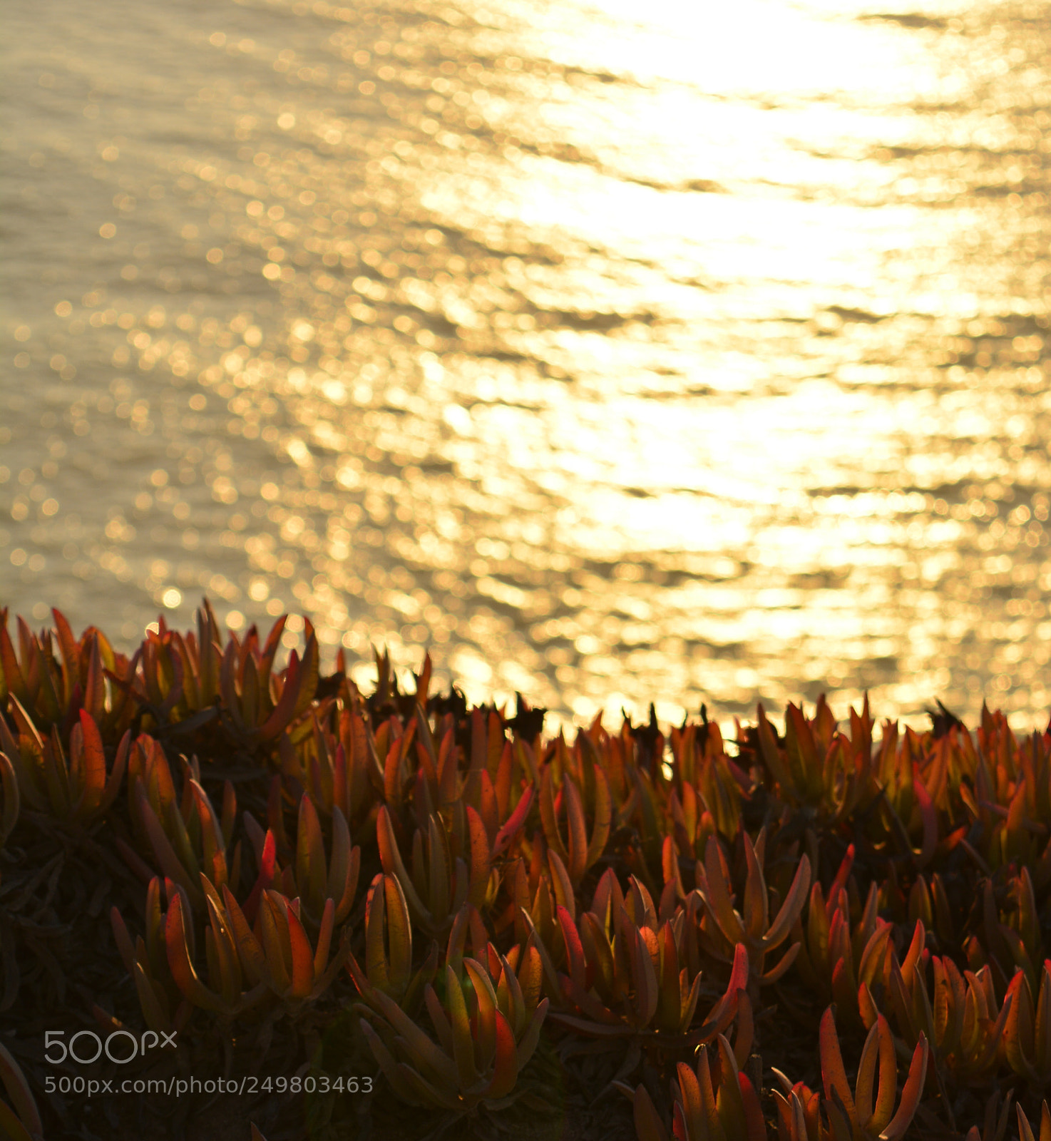Nikon D5200 sample photo. Grasp the sun photography