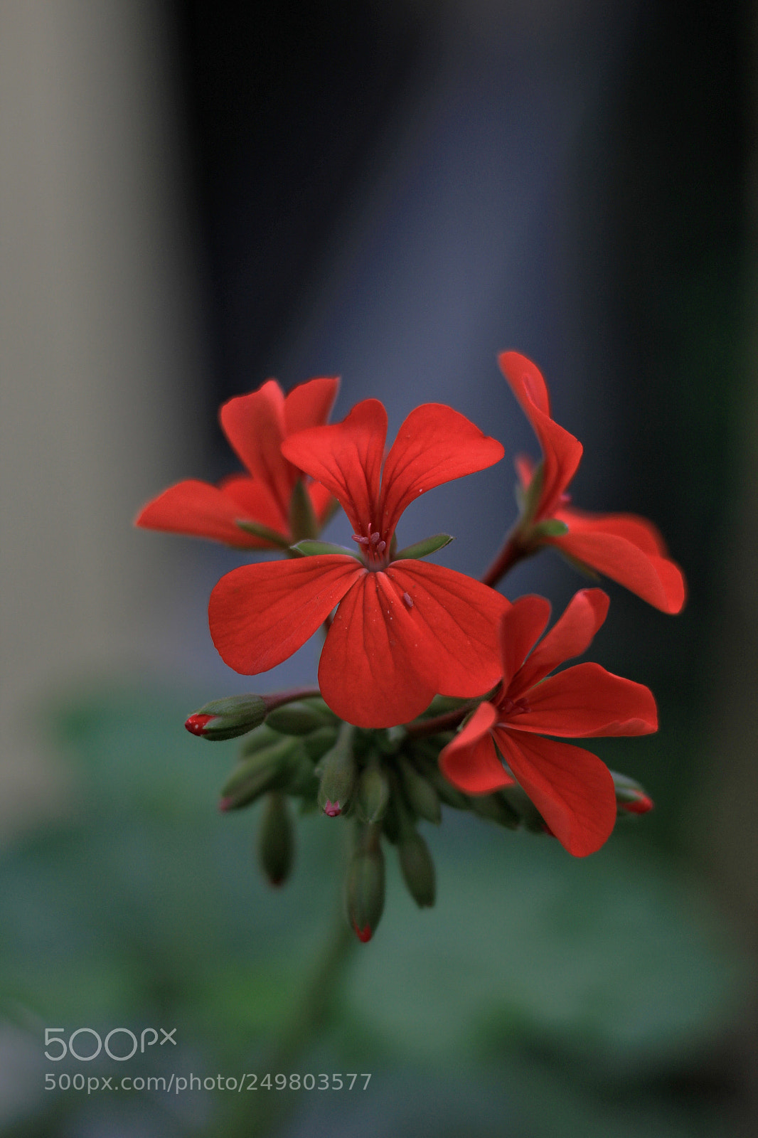 Canon EOS 1200D (EOS Rebel T5 / EOS Kiss X70 / EOS Hi) sample photo. Untitled photography