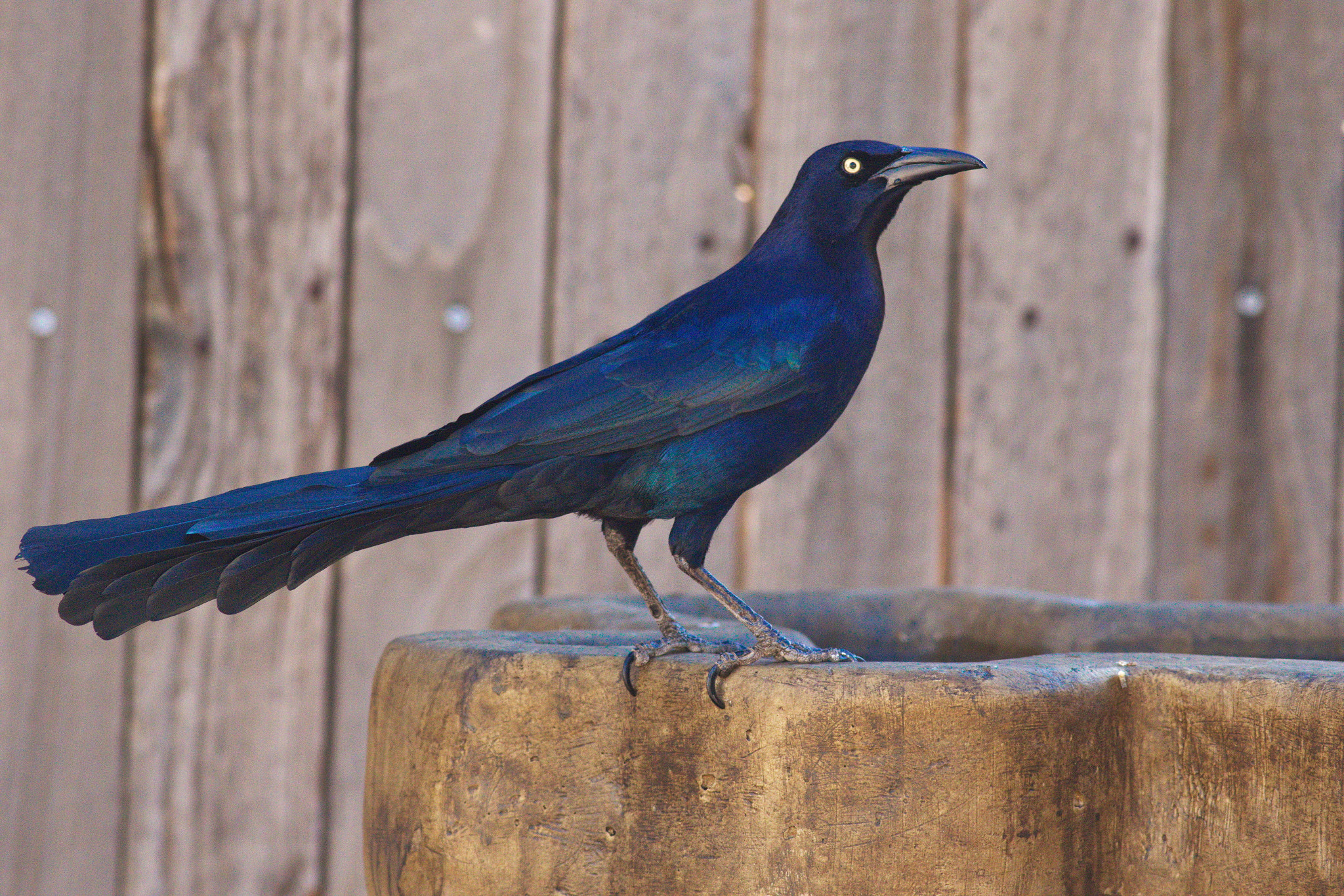 Canon EF 400mm F5.6L USM sample photo. Grackle photography
