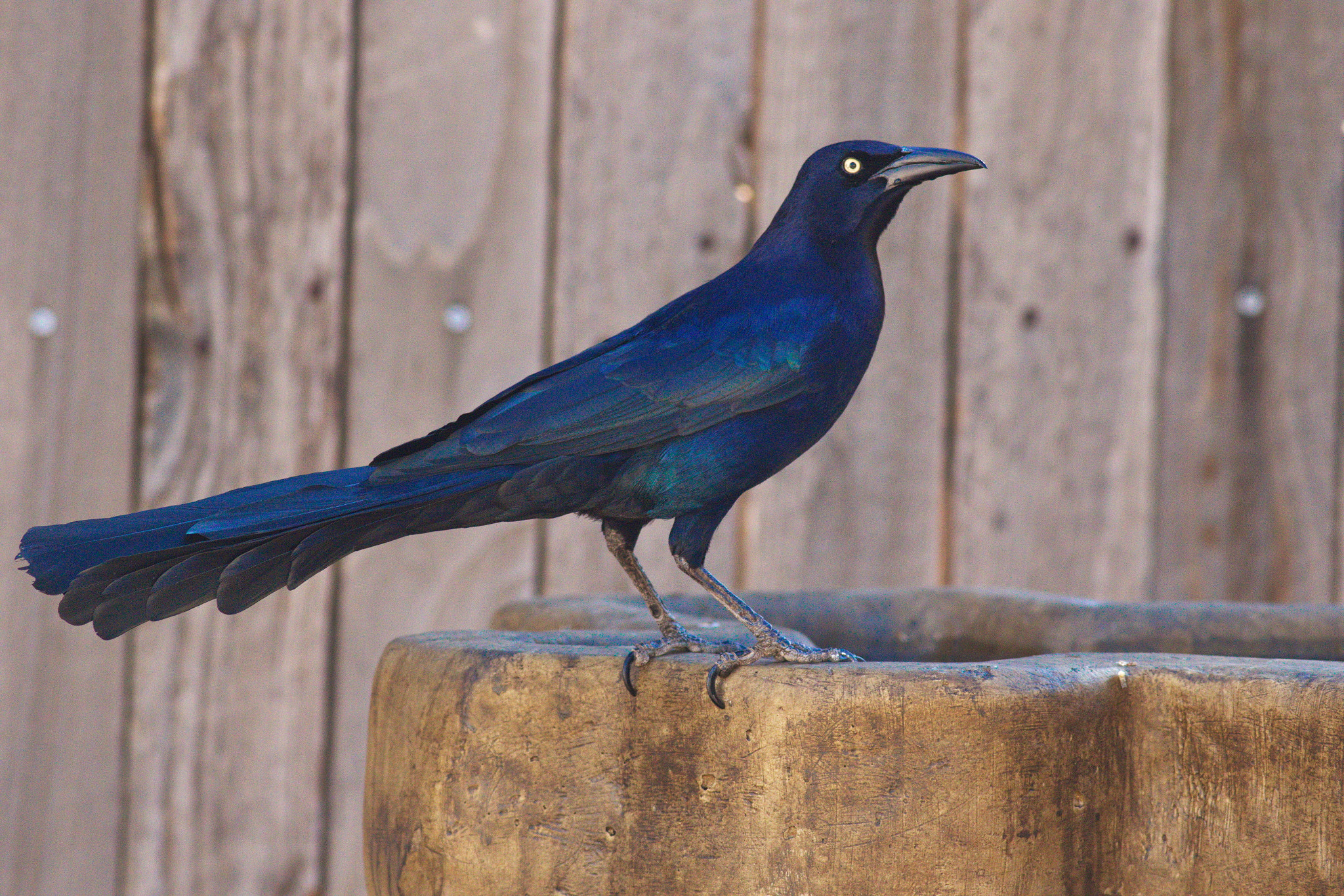 Canon EOS 7D Mark II sample photo. Grackle photography