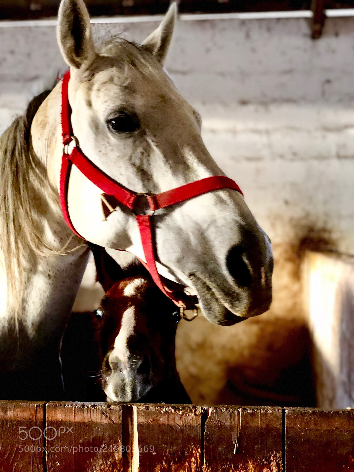 Apple iPhone X sample photo. The horse’s family photography