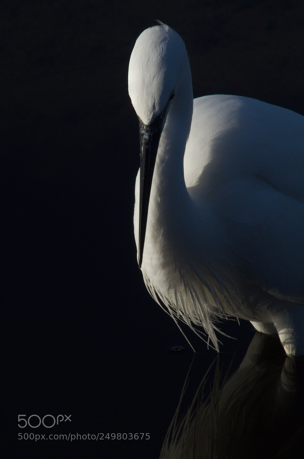 Pentax K-50 sample photo. Little egret 2 photography