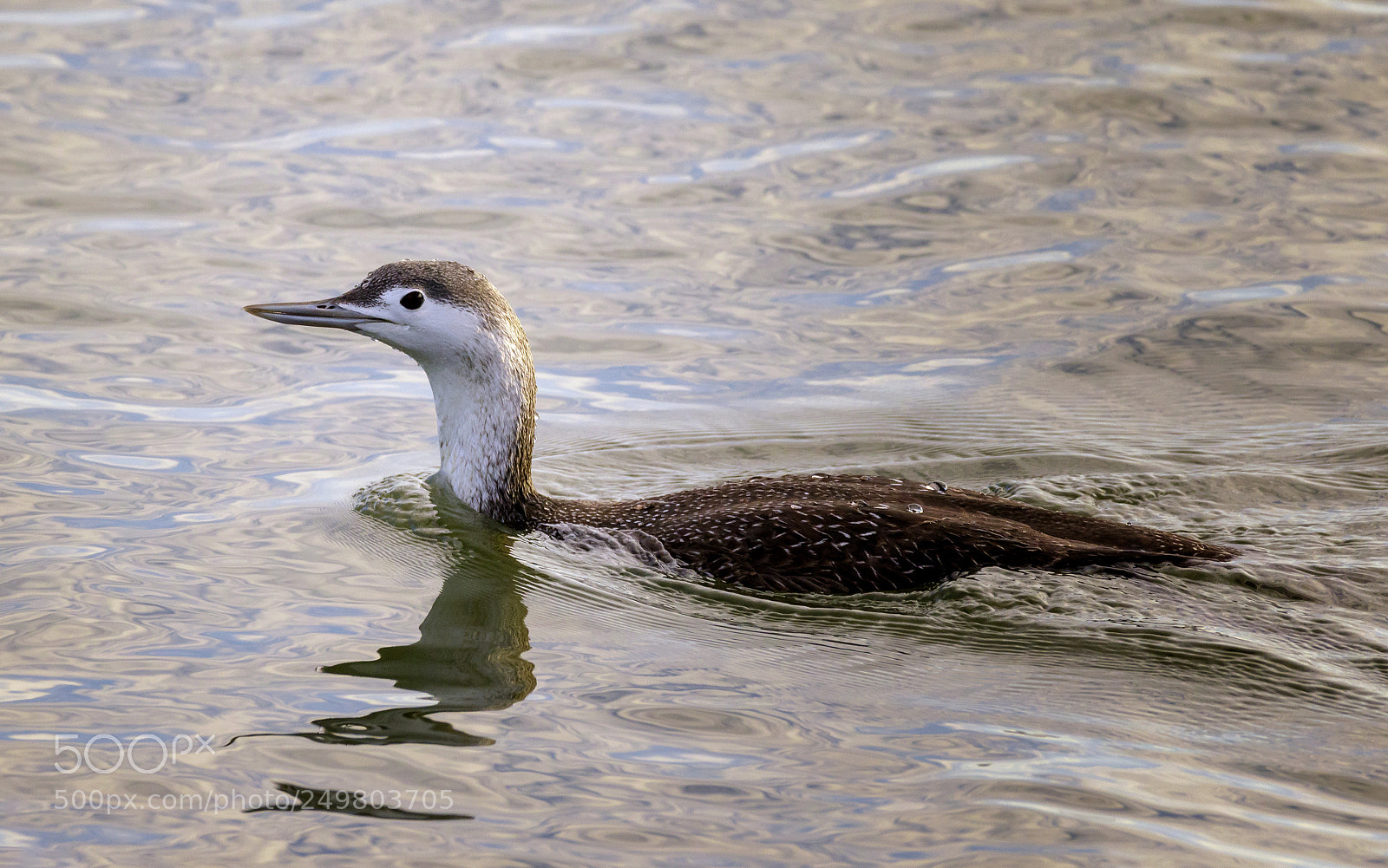 Canon EOS 7D Mark II sample photo. Loon photography