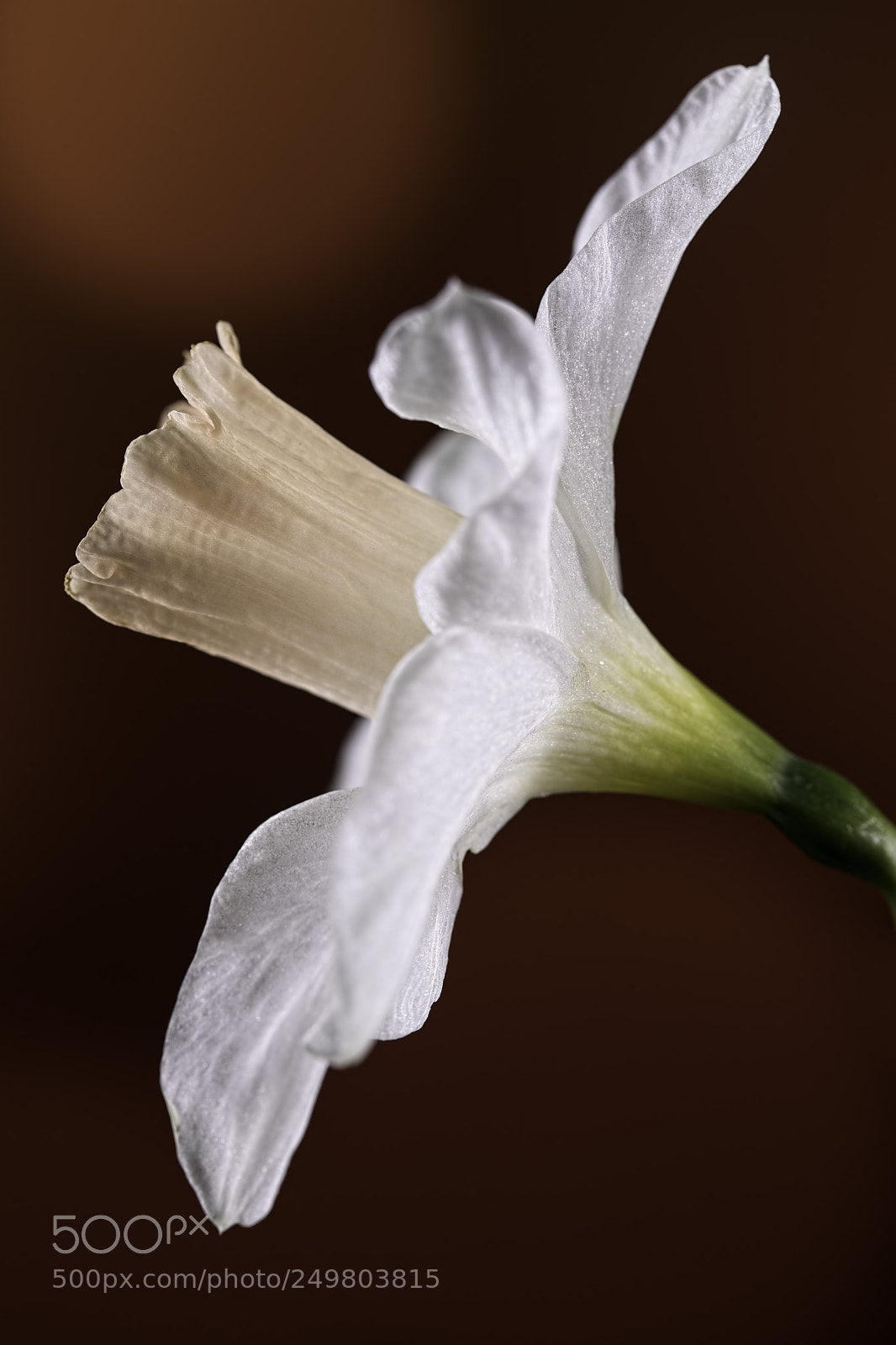 Canon EOS 5D Mark IV sample photo. Herald of spring photography