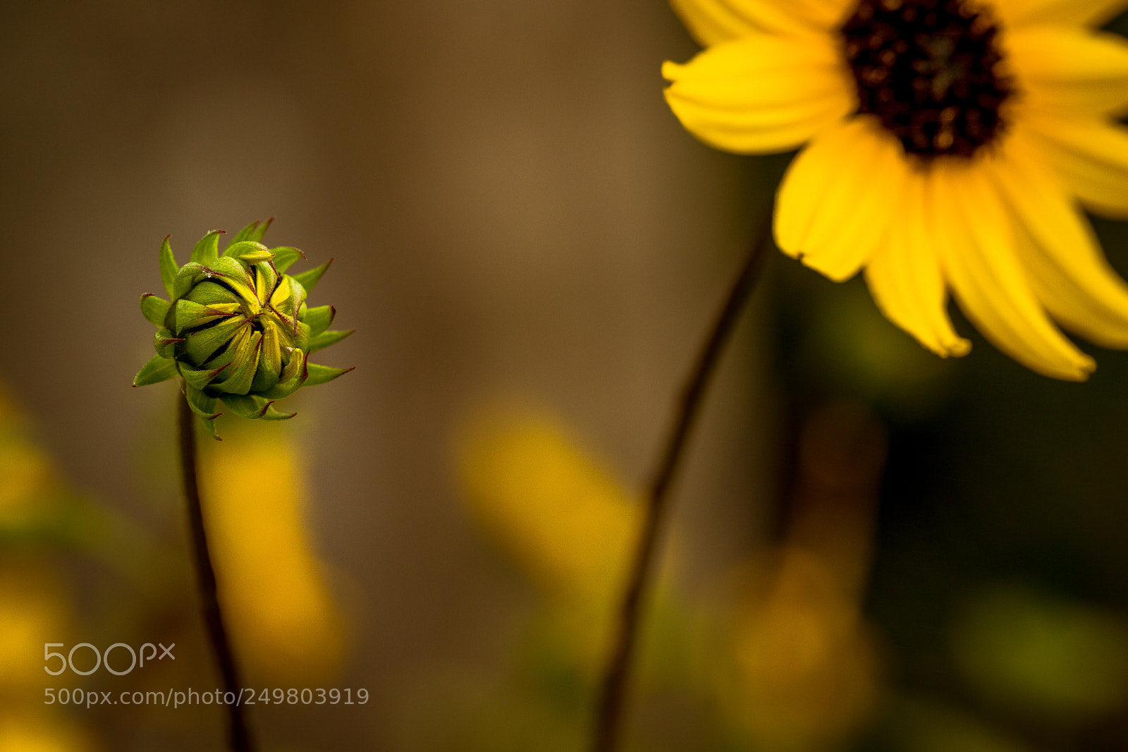 Canon EOS 5D Mark IV sample photo. About to sprout photography
