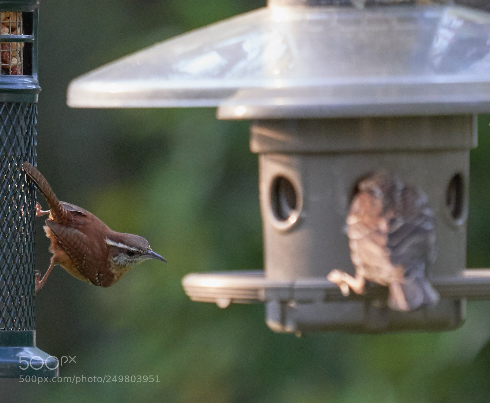 Sony a7R III sample photo. _dsc0764 .jpg photography