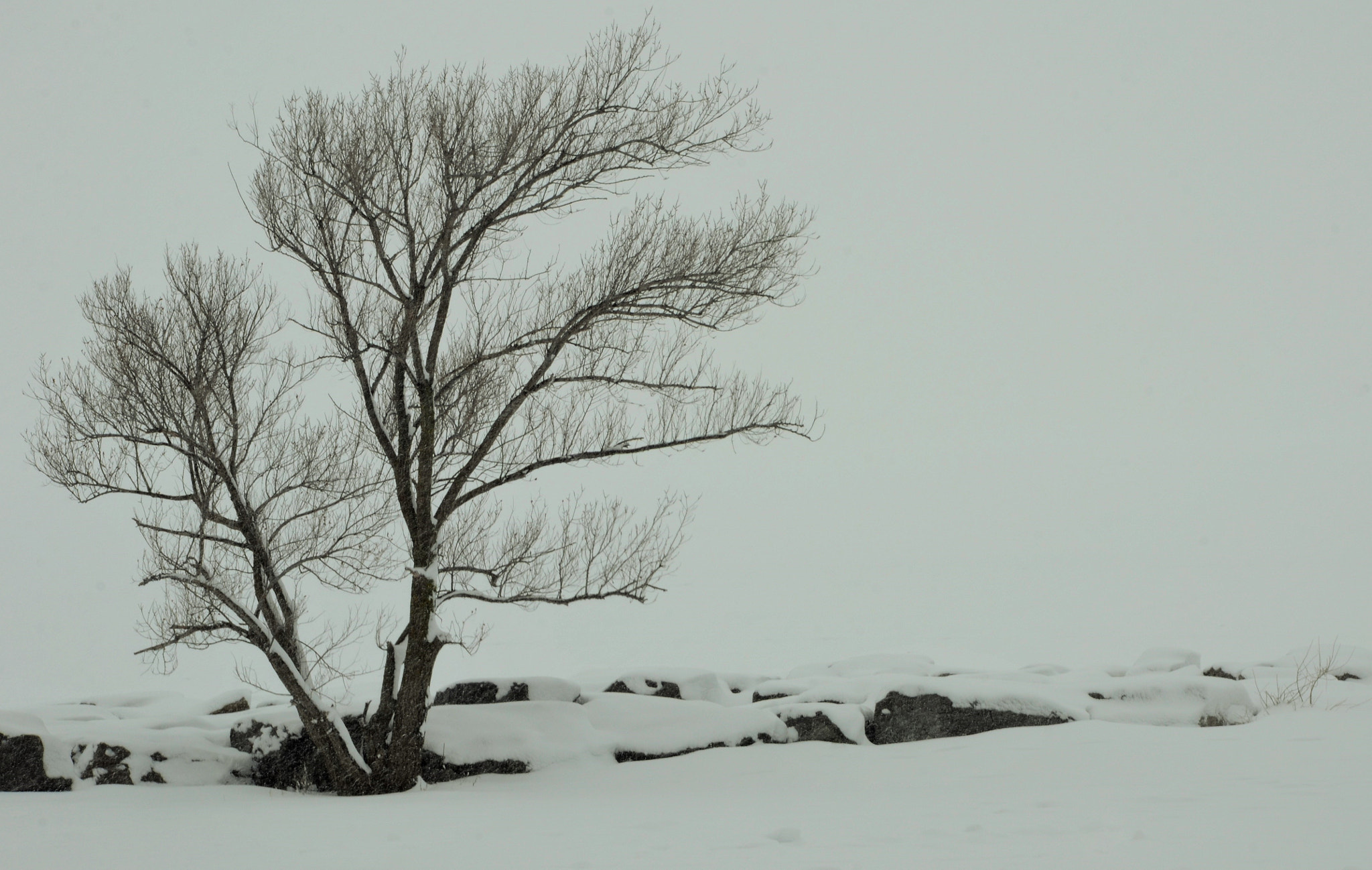 Nikon D7000 sample photo. (still standing) photography