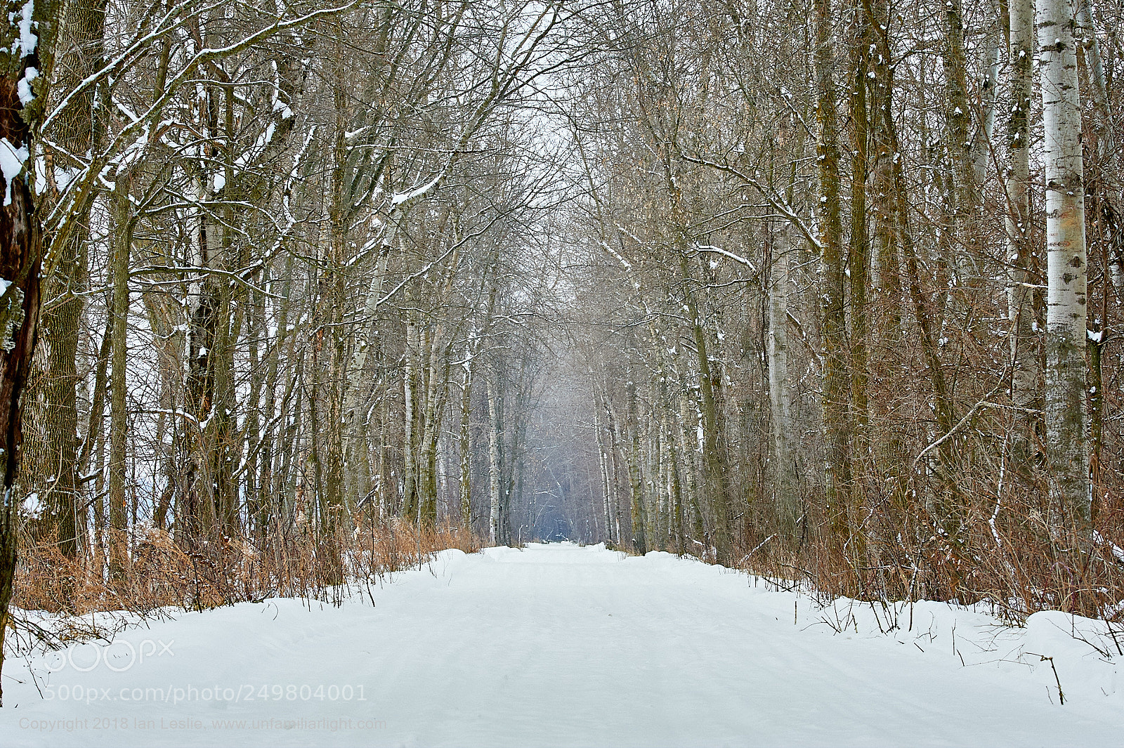 Nikon D700 sample photo. Winter colours photography