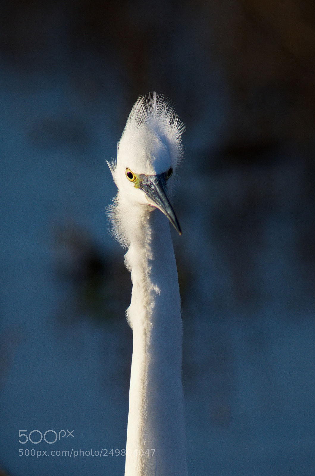 Pentax K-50 sample photo. Little egret 3 photography