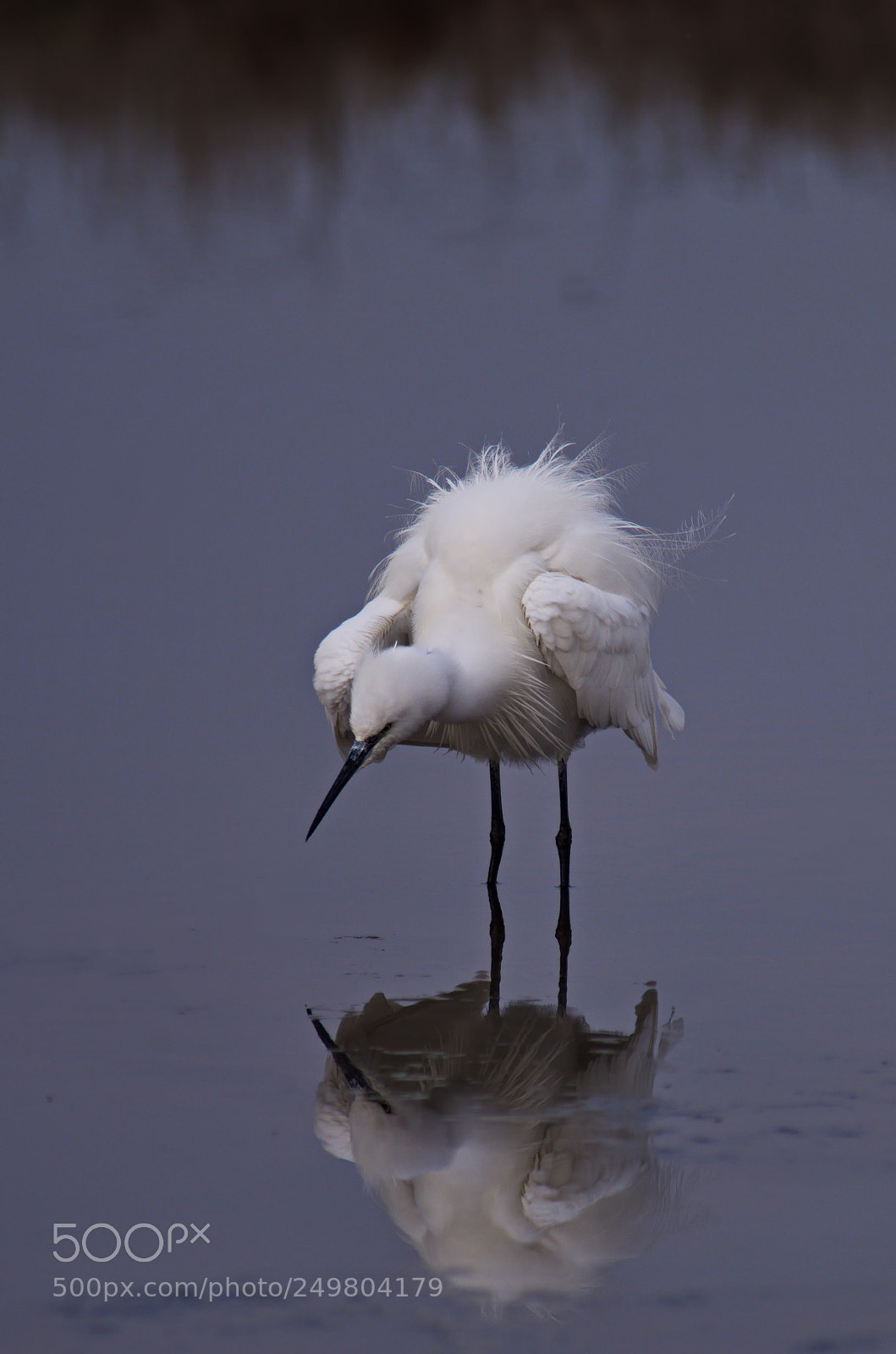 Pentax K-50 sample photo. Little egret 4 photography