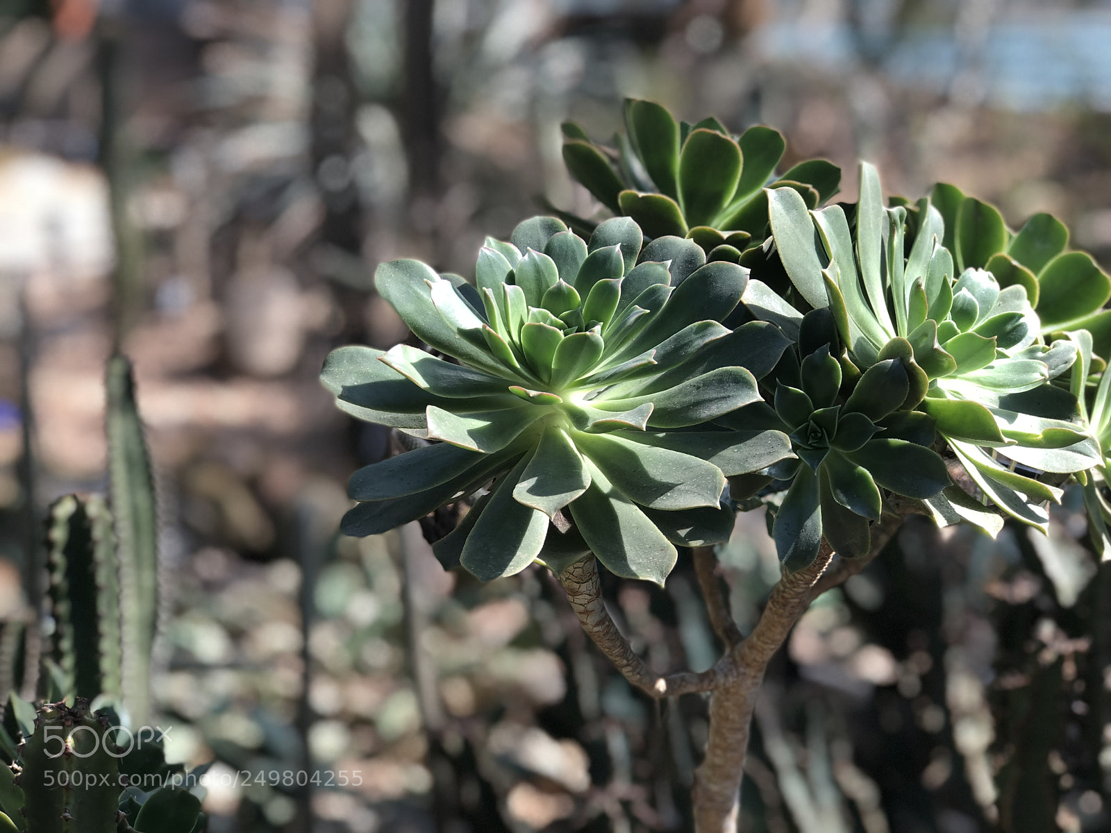 Apple iPhone 8 Plus sample photo. Img photography