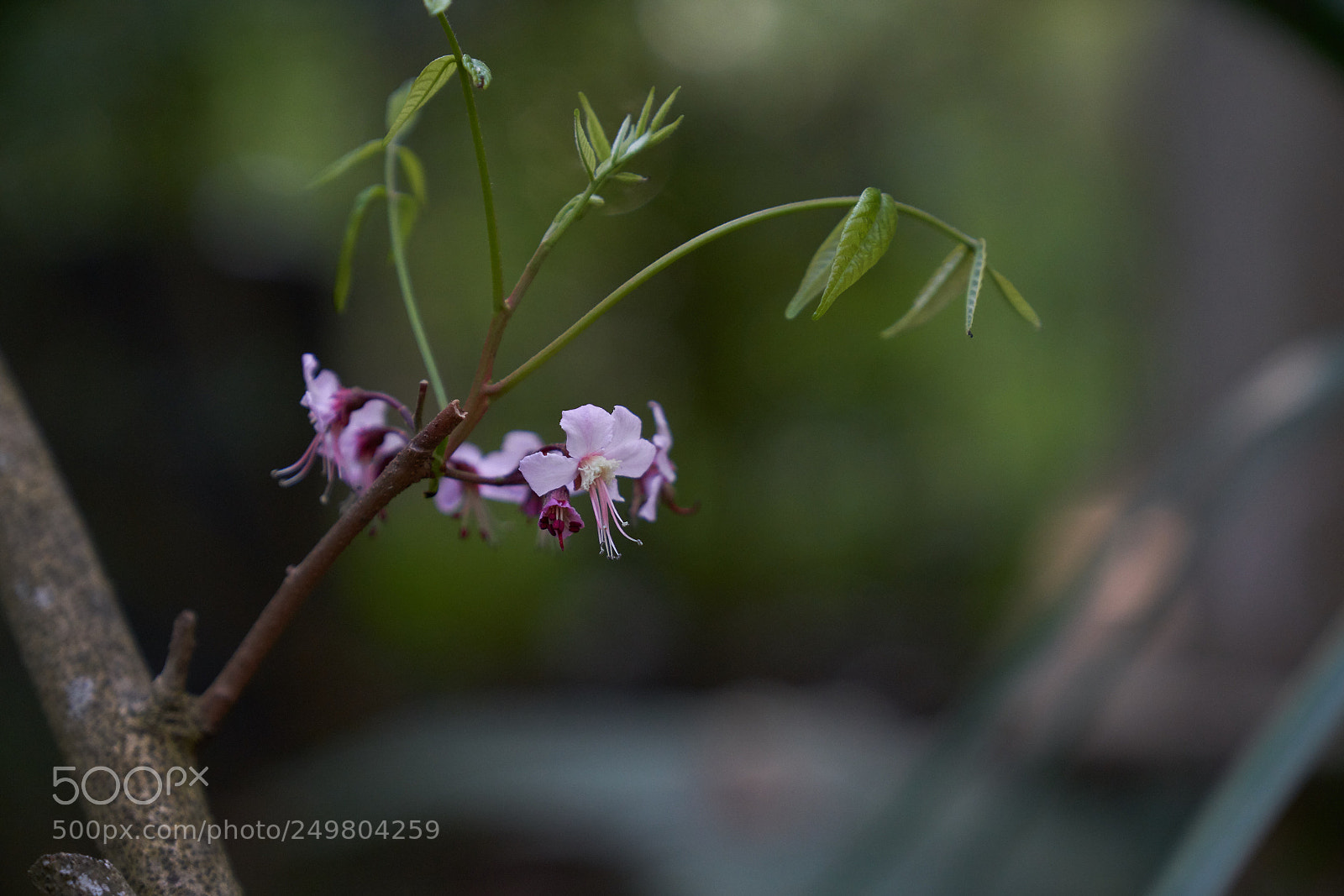 Sony a7R III sample photo. _dsc0752 .jpg photography