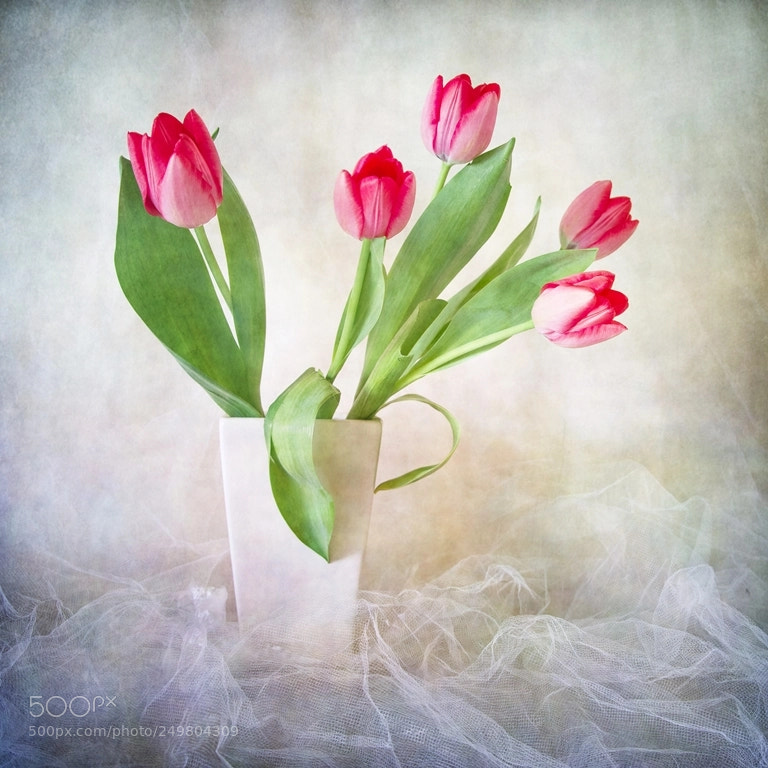 Pentax K-1 sample photo. Tulips photography