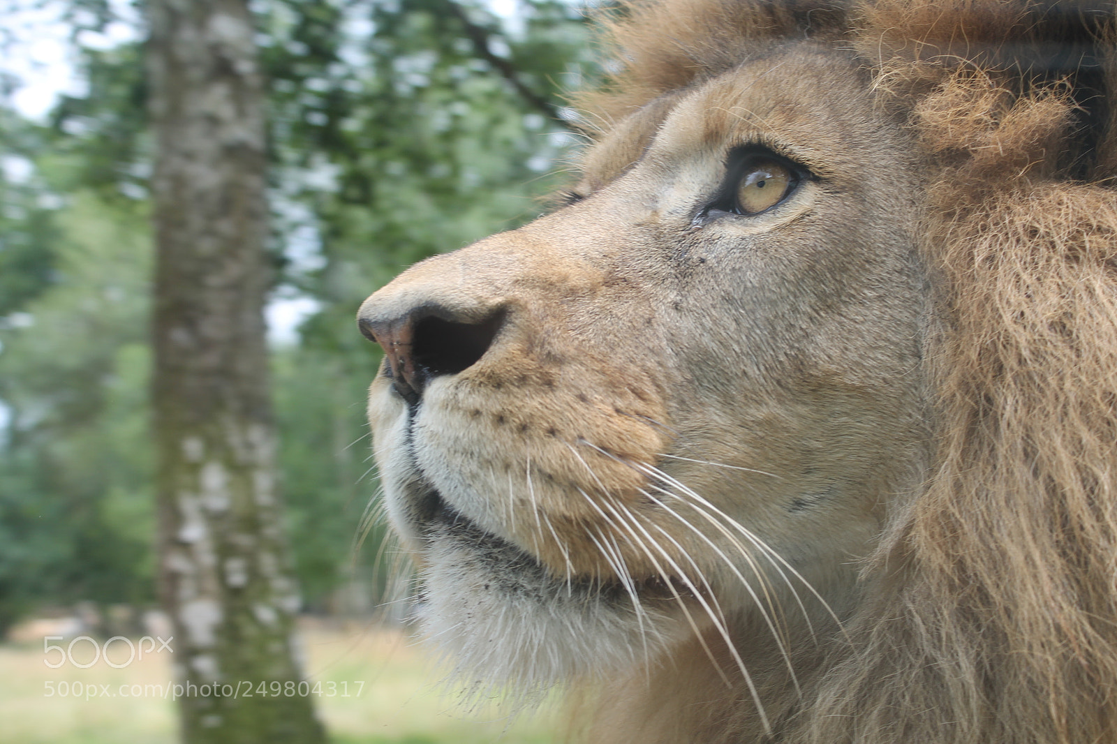 Canon EOS 1100D (EOS Rebel T3 / EOS Kiss X50) sample photo. Tete de lion photography