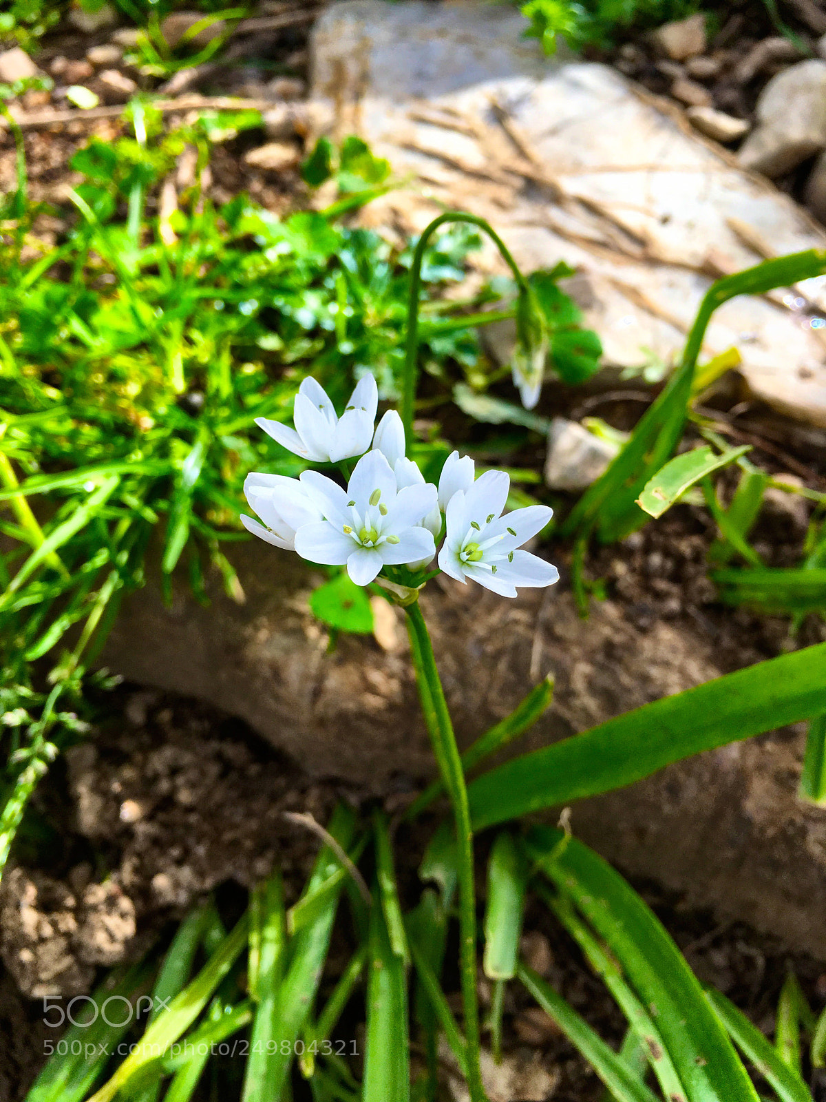 Apple iPhone SE sample photo. Unknown flower photography