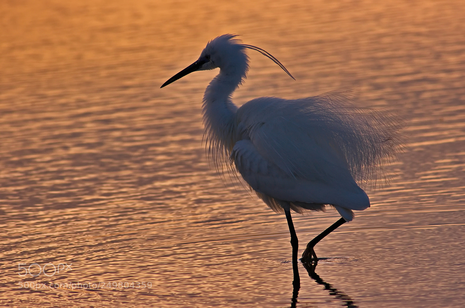 Pentax K20D sample photo. Little egret 5 photography