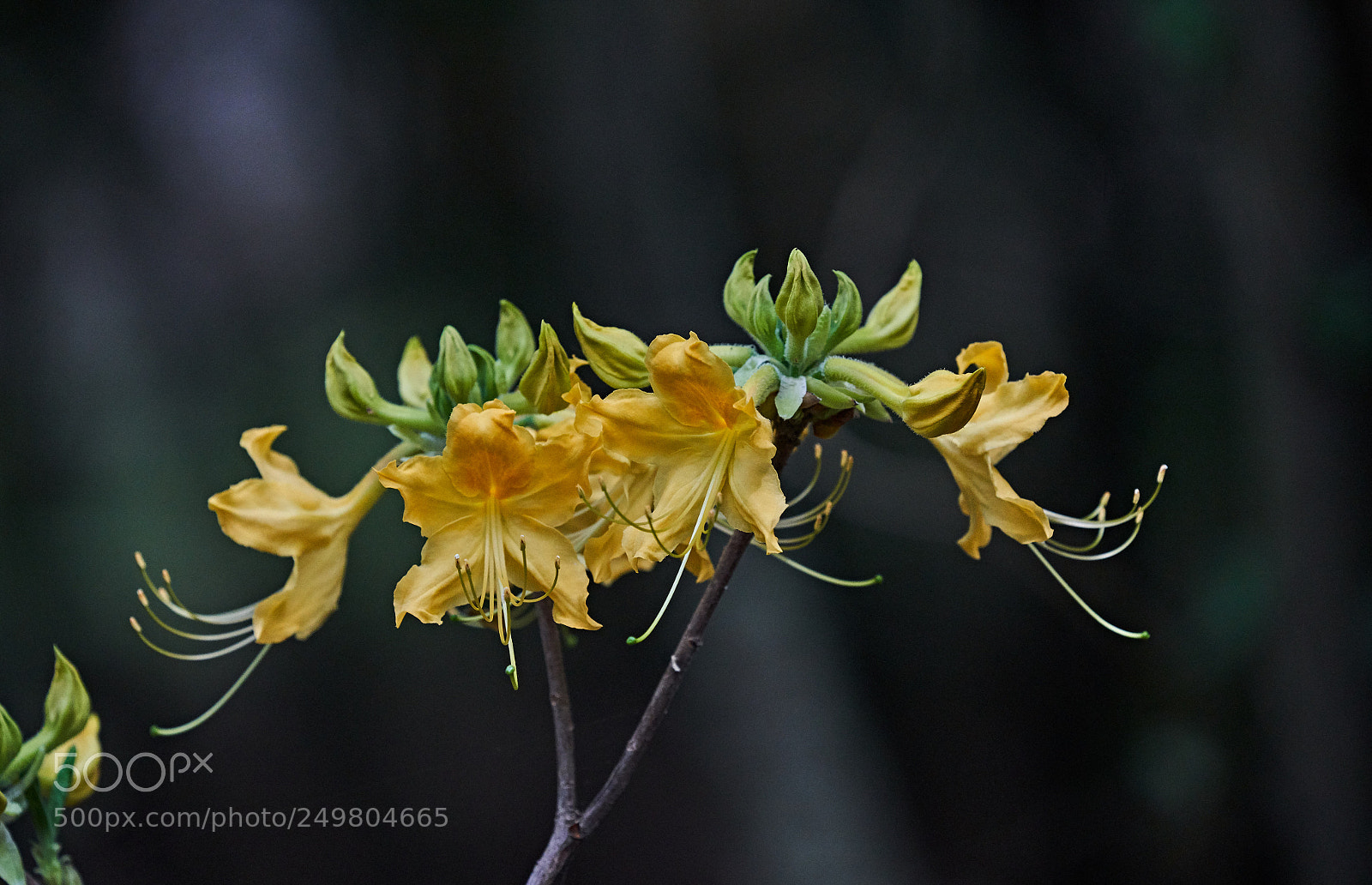 Sony a7R III sample photo. Native texas plant photography