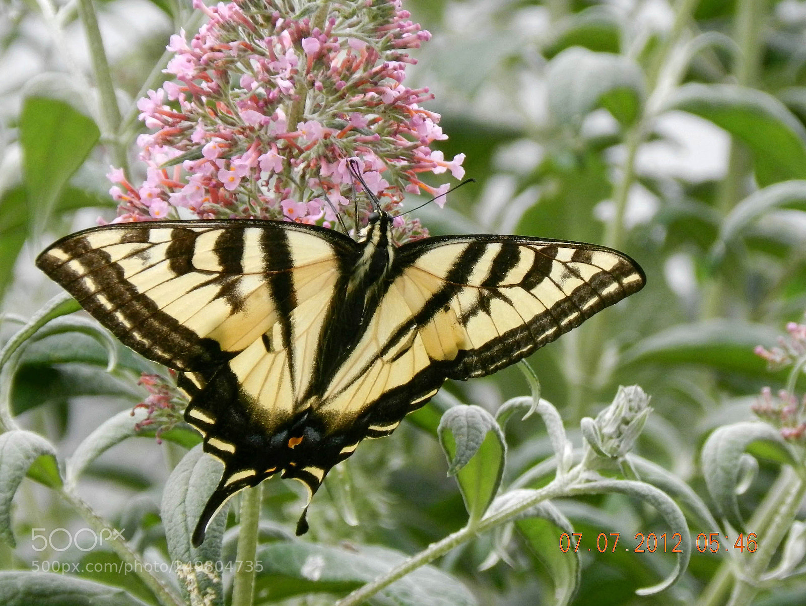 Nikon Coolpix P500 sample photo. Garden tiger photography