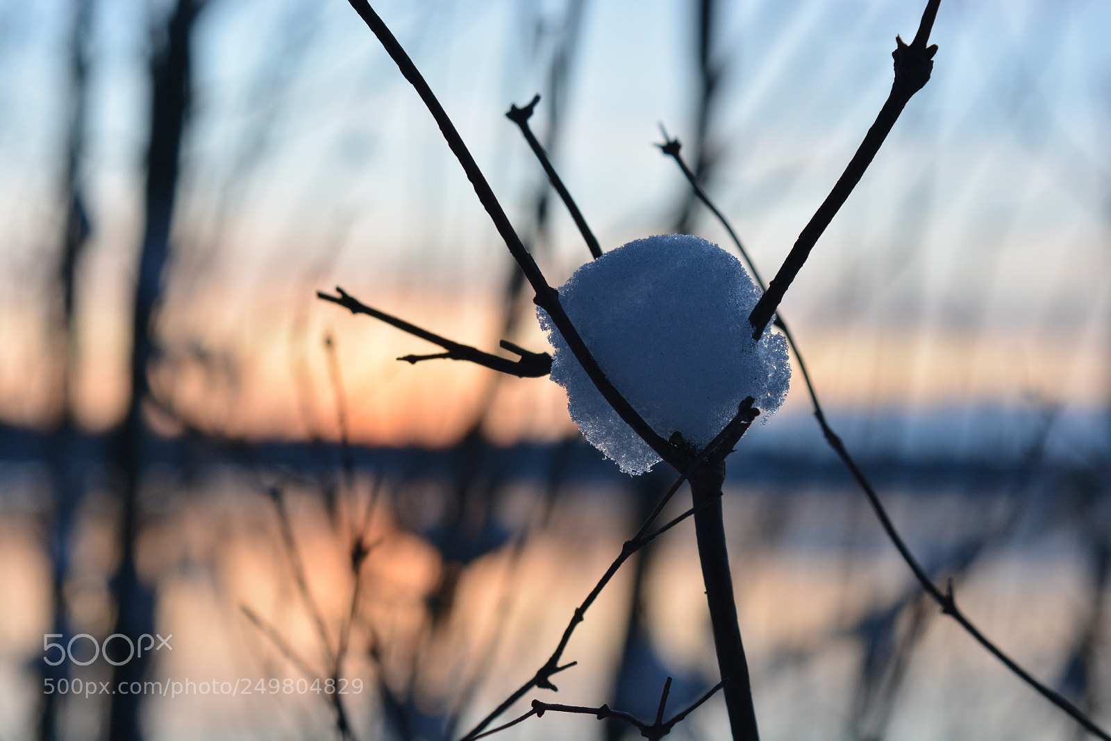 Nikon D5200 sample photo. Snow bud photography