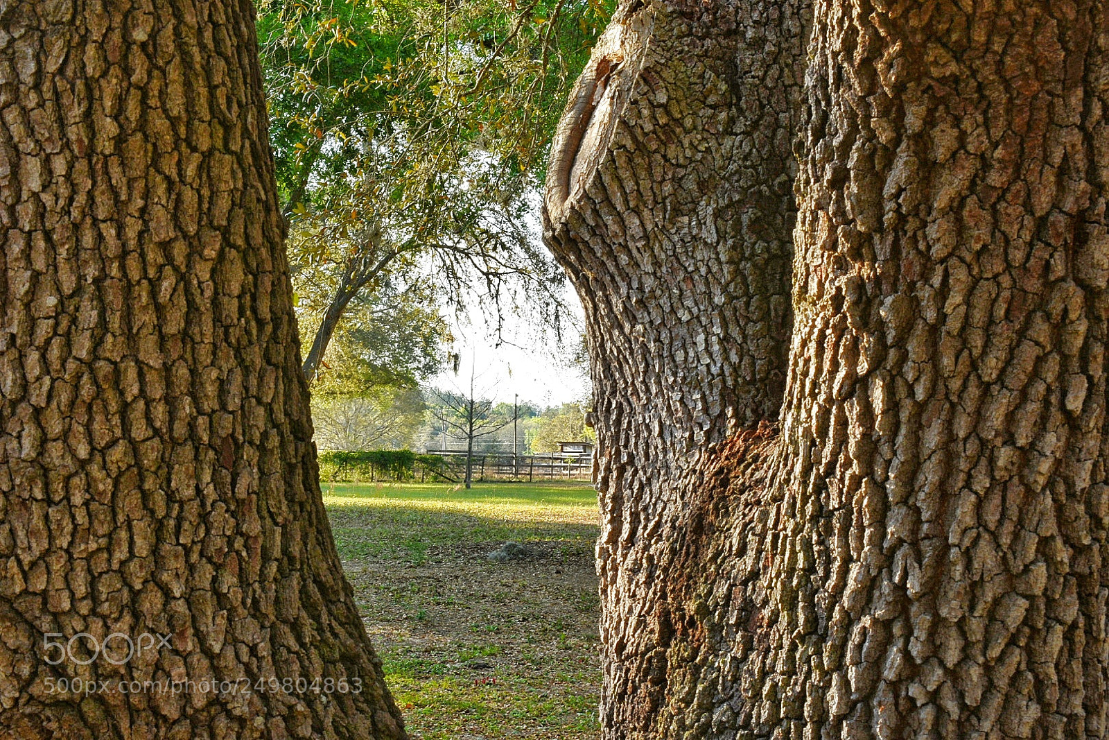 Nikon D3400 sample photo. Oak tree photography