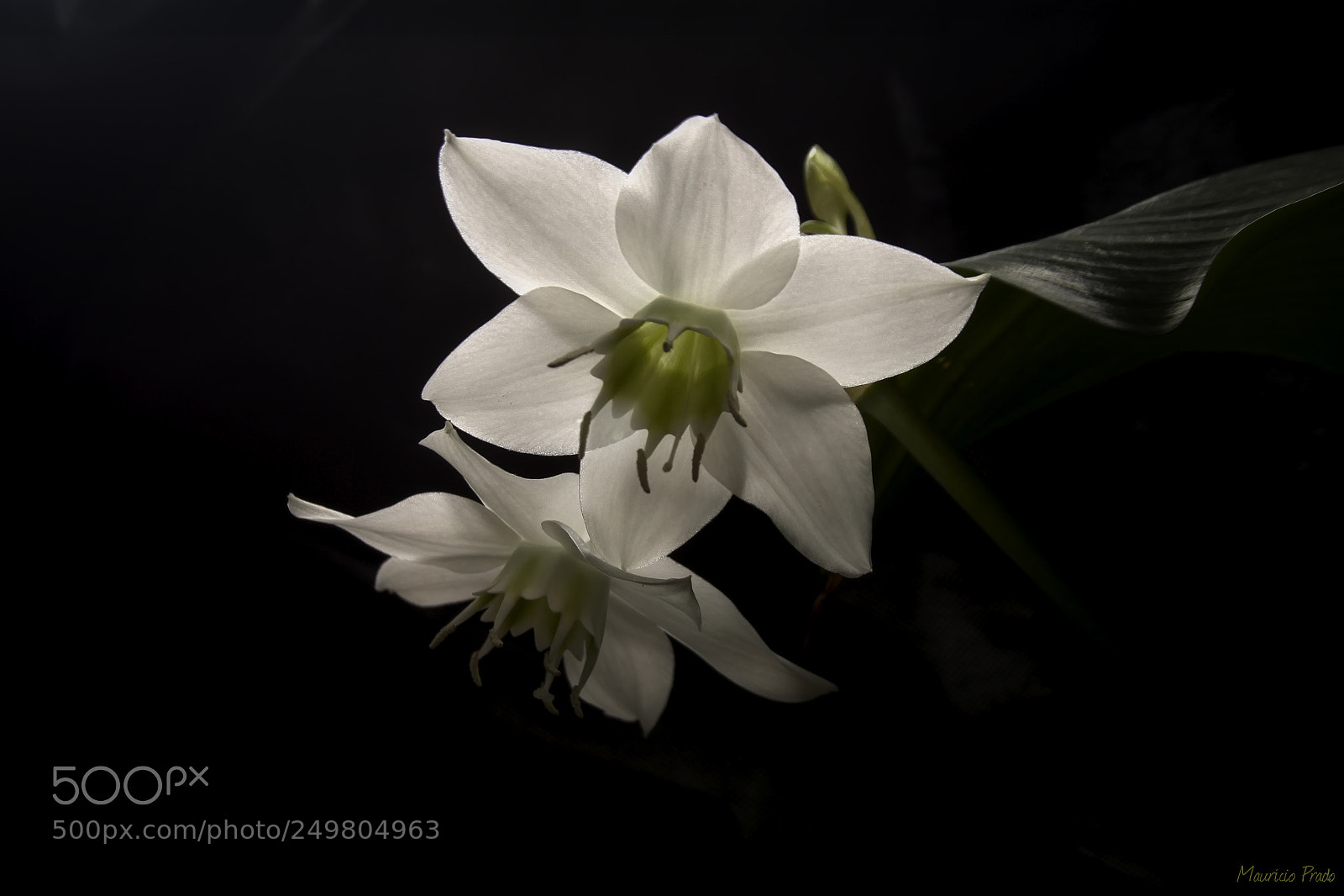Canon EOS 50D sample photo. The music of the photography