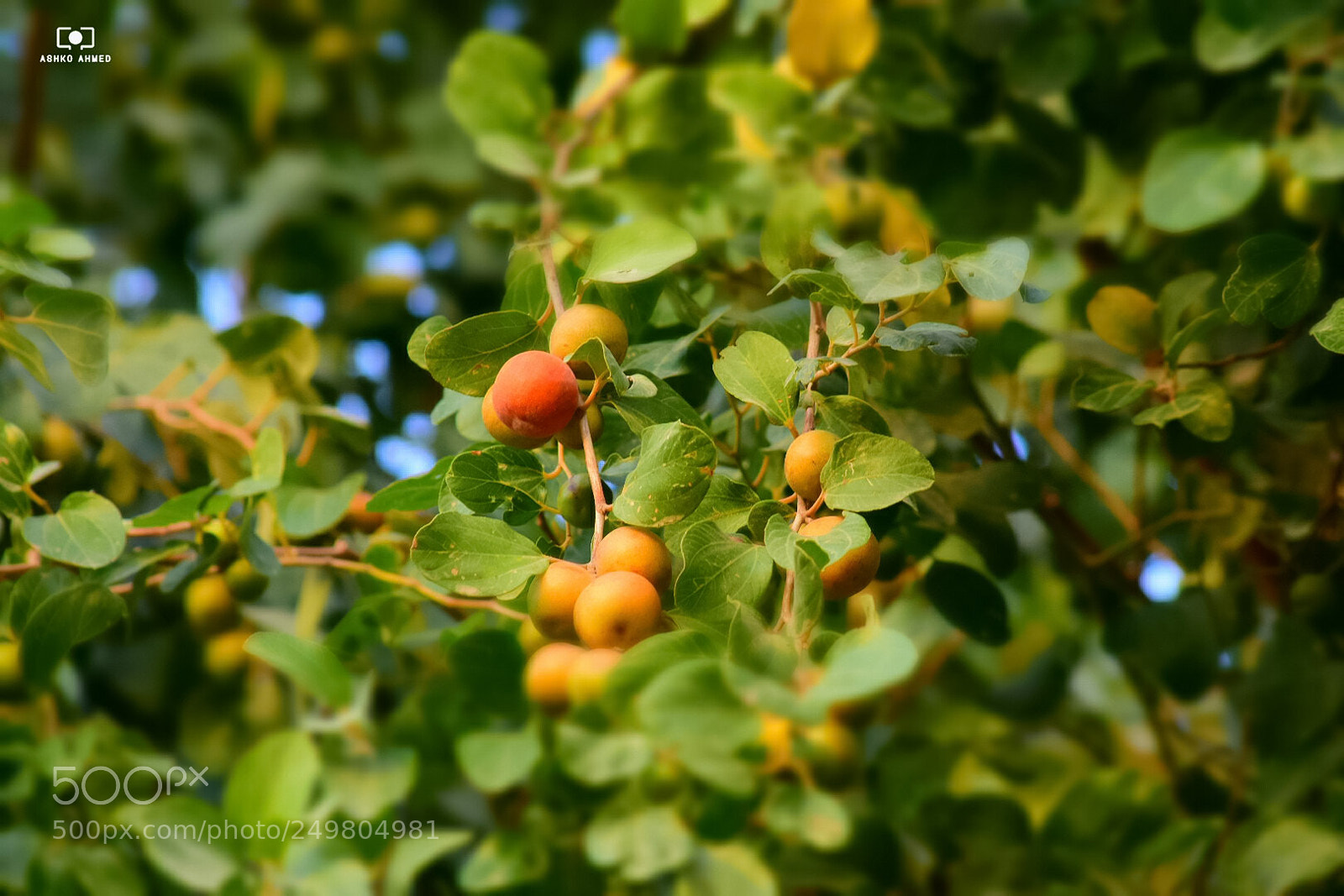 Nikon D7200 sample photo. Untitled photography