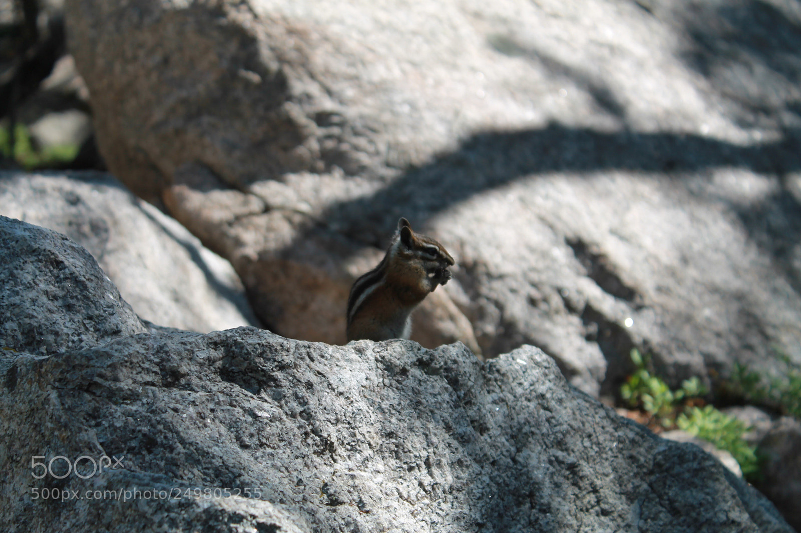 Canon EOS 1100D (EOS Rebel T3 / EOS Kiss X50) sample photo. Squirrel photography