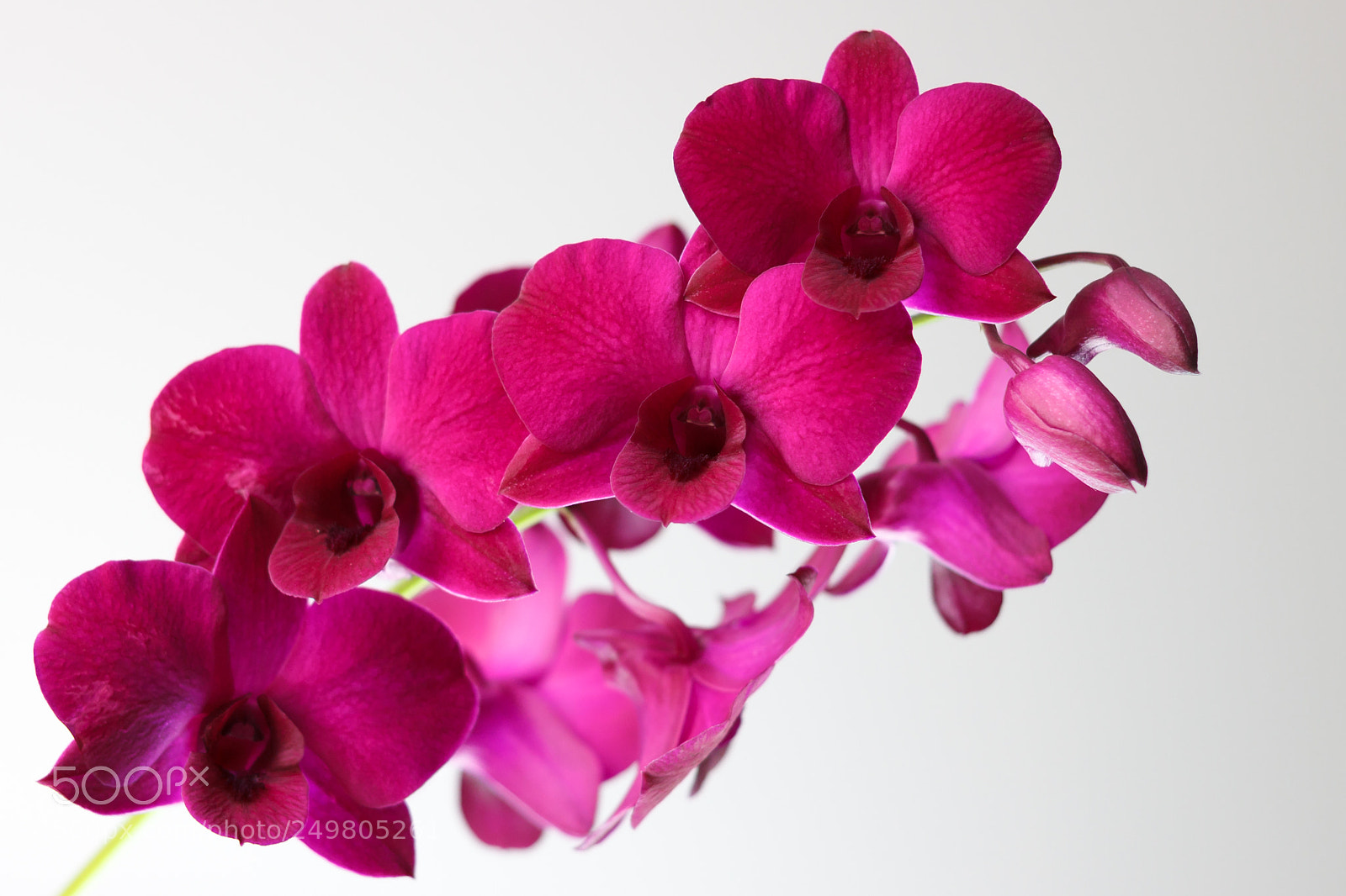 Canon EOS 500D (EOS Rebel T1i / EOS Kiss X3) sample photo. Beautiful orchids photography