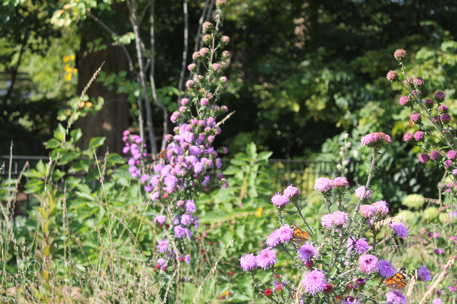 Canon EOS 1100D (EOS Rebel T3 / EOS Kiss X50) sample photo. Butterflies on flowers photography