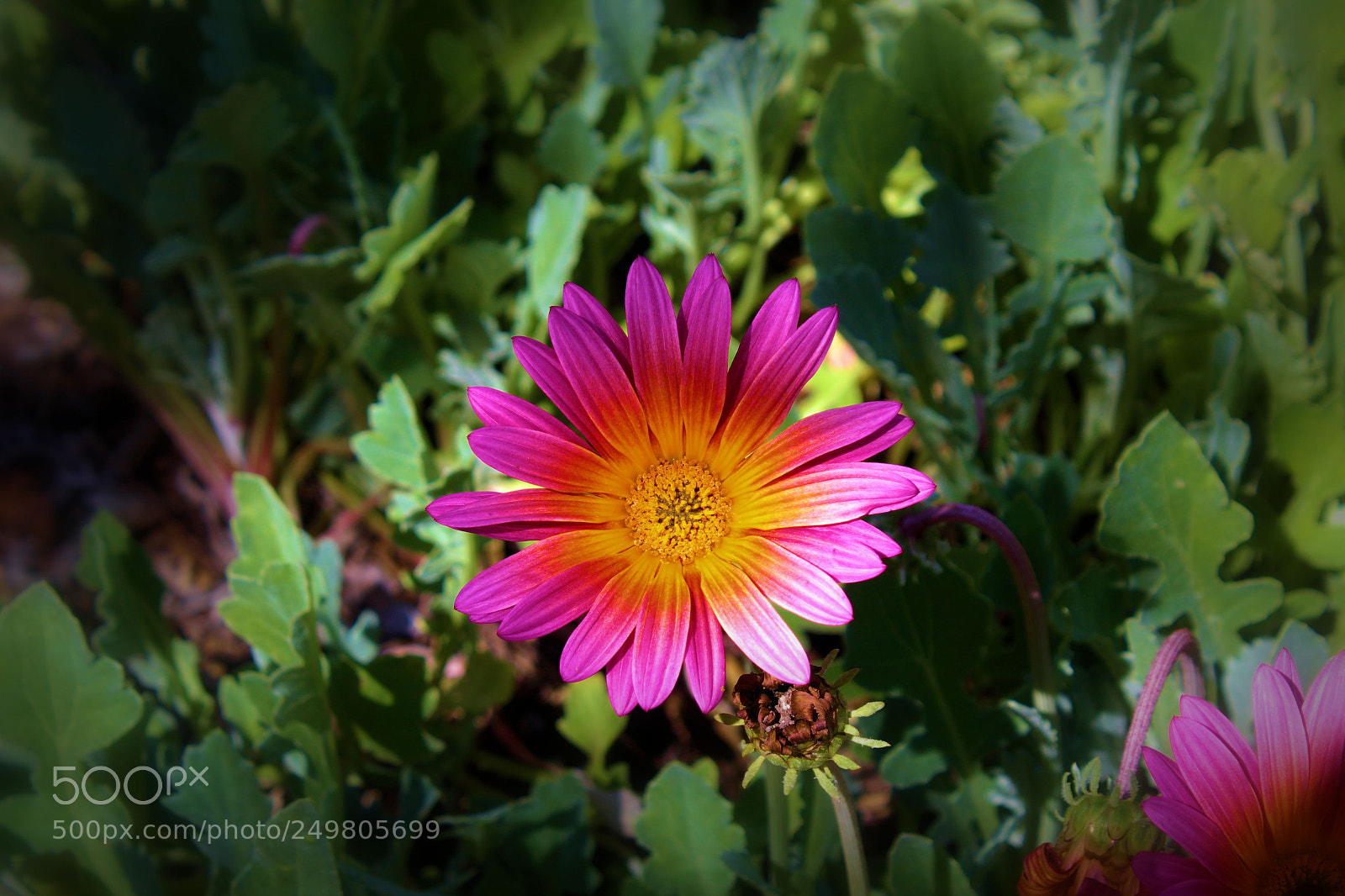 Canon EOS 1300D (EOS Rebel T6 / EOS Kiss X80) sample photo. Flower photography