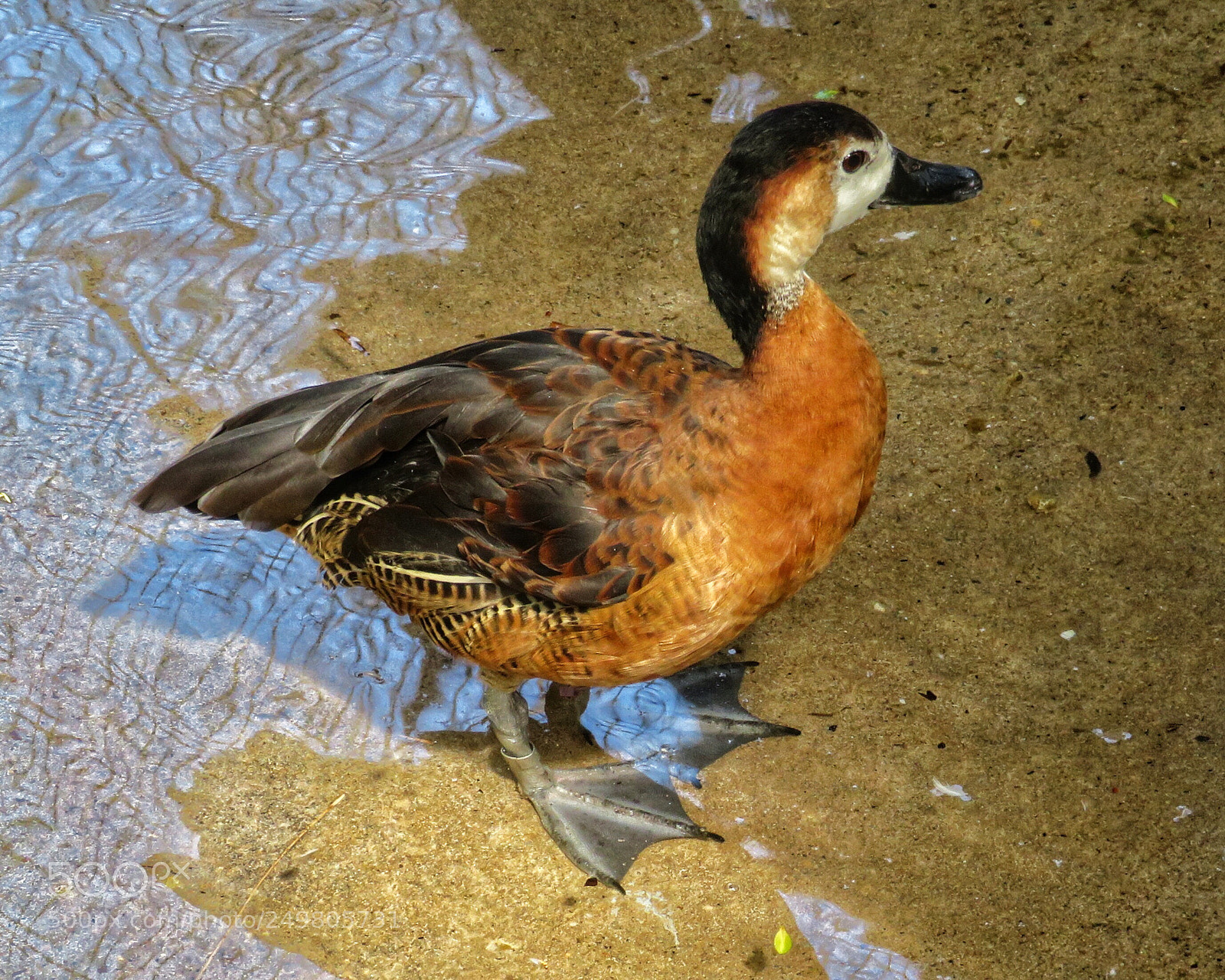 Canon PowerShot SX720 HS sample photo. Whistling duck photography