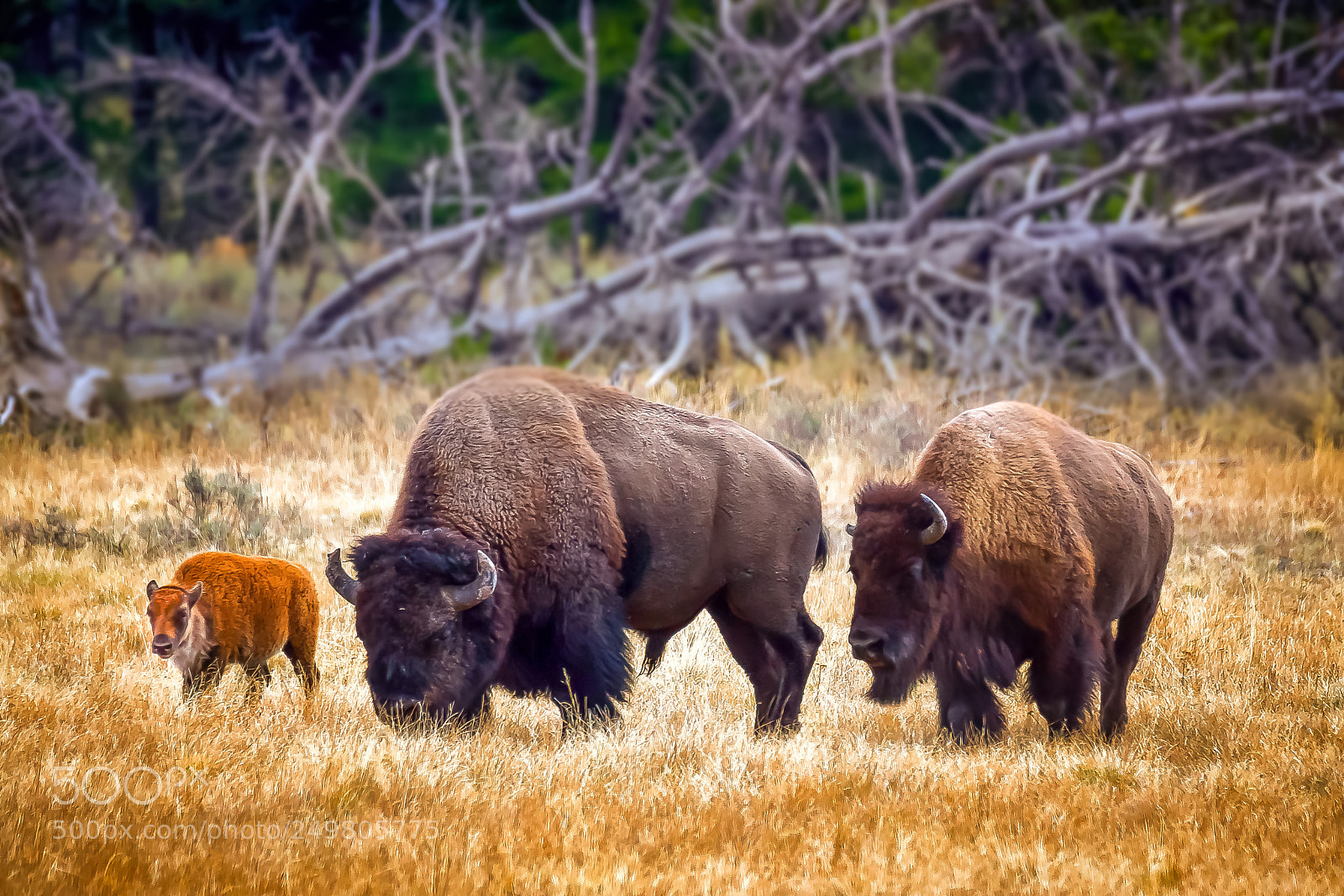 Sony Alpha DSLR-A850 sample photo. Yellowstone bison photography