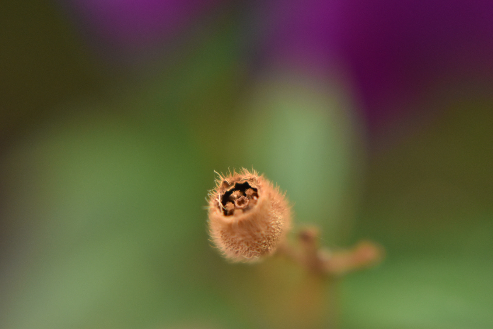 Nikon AF-S DX Nikkor 35mm F1.8G sample photo. Seed pod photography