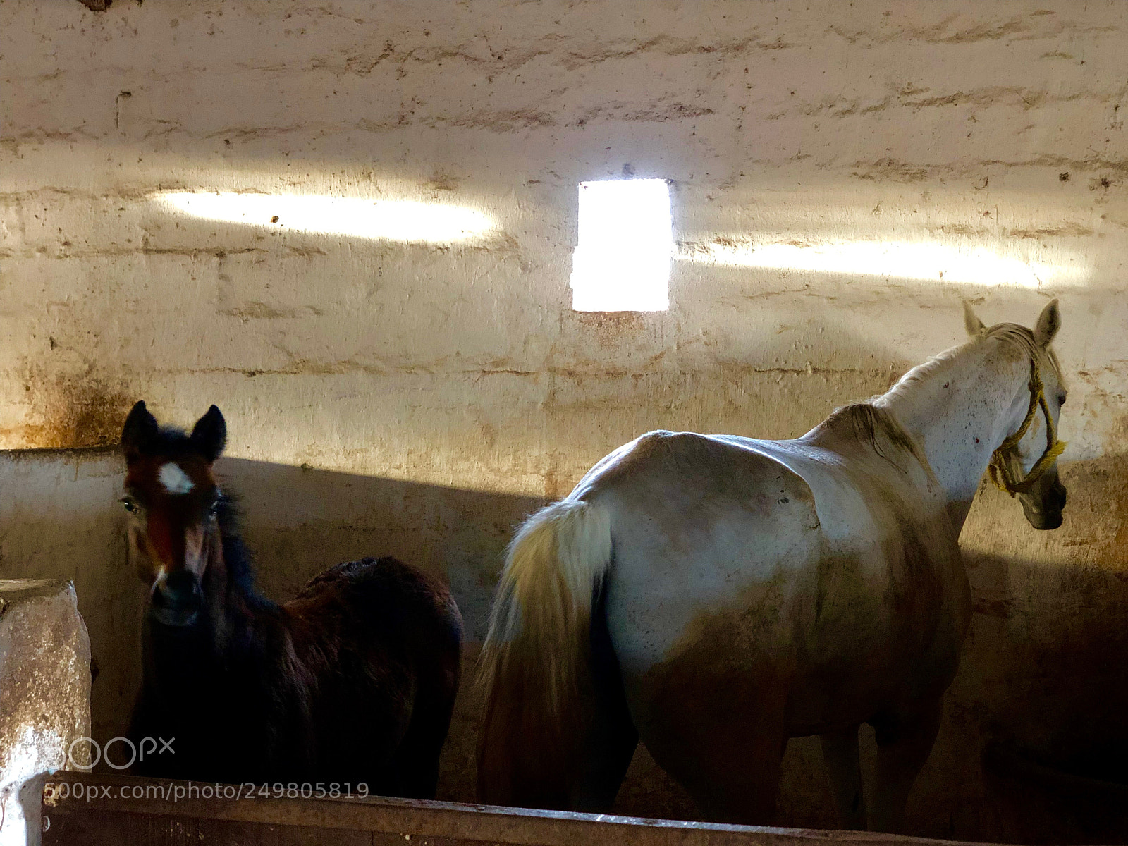 Apple iPhone X sample photo. The horse family photography