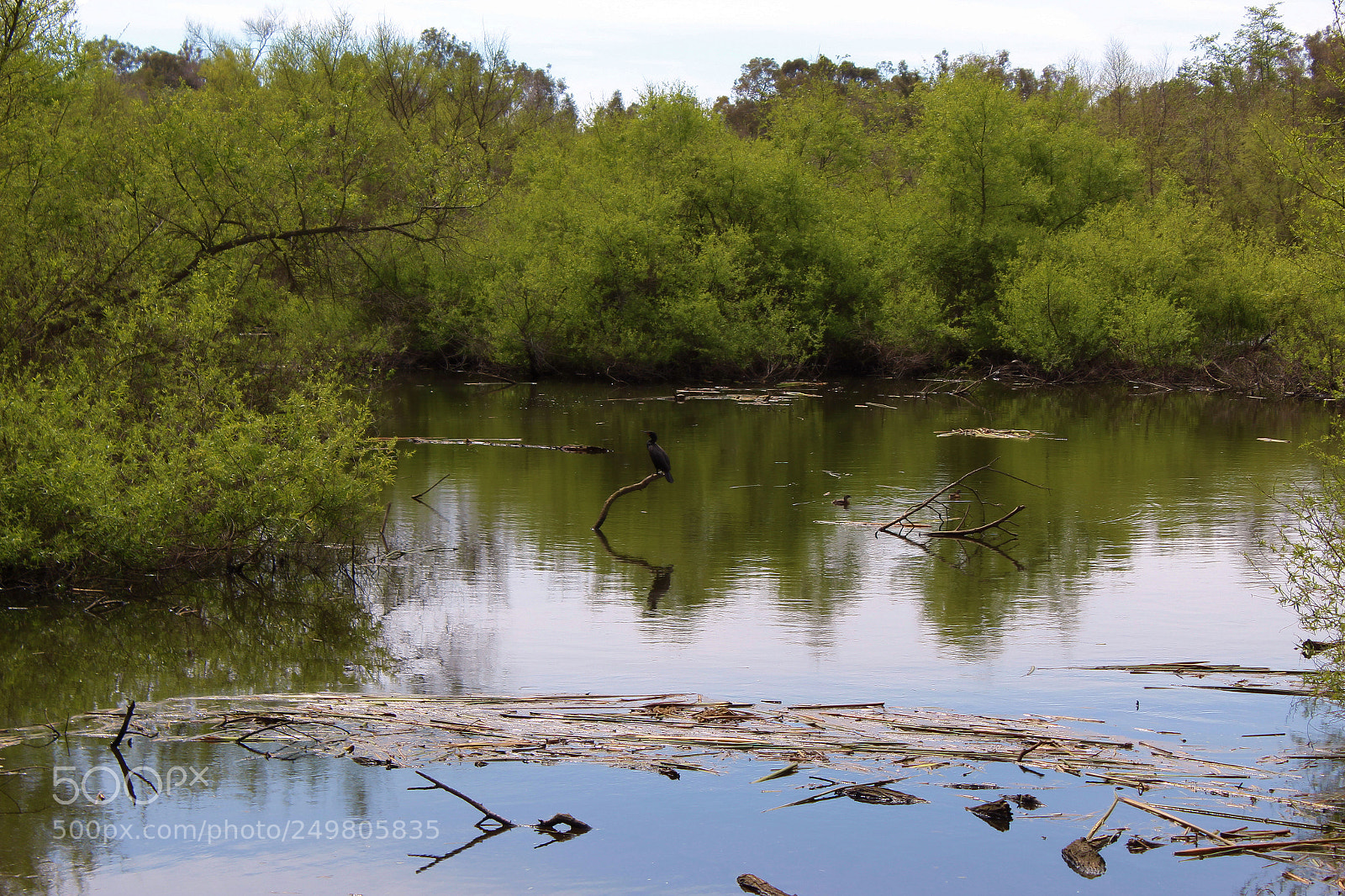 Canon EOS 1300D (EOS Rebel T6 / EOS Kiss X80) sample photo. Wetland perch photography