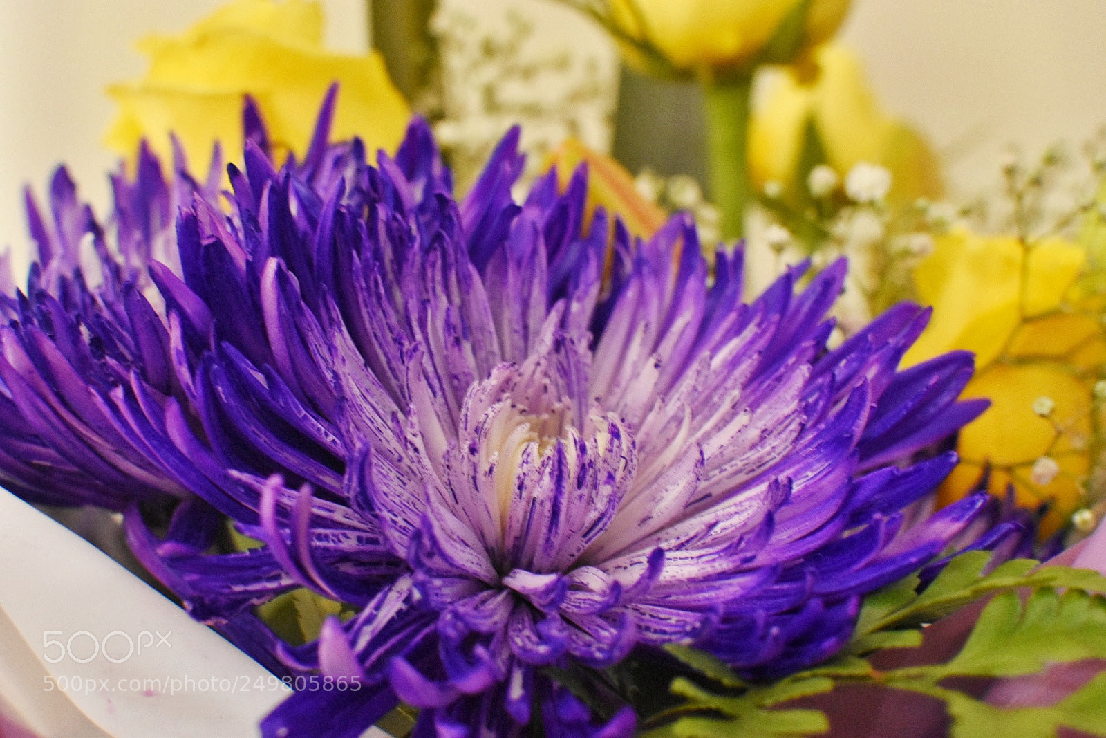 Nikon D5600 sample photo. Purple cluster photography