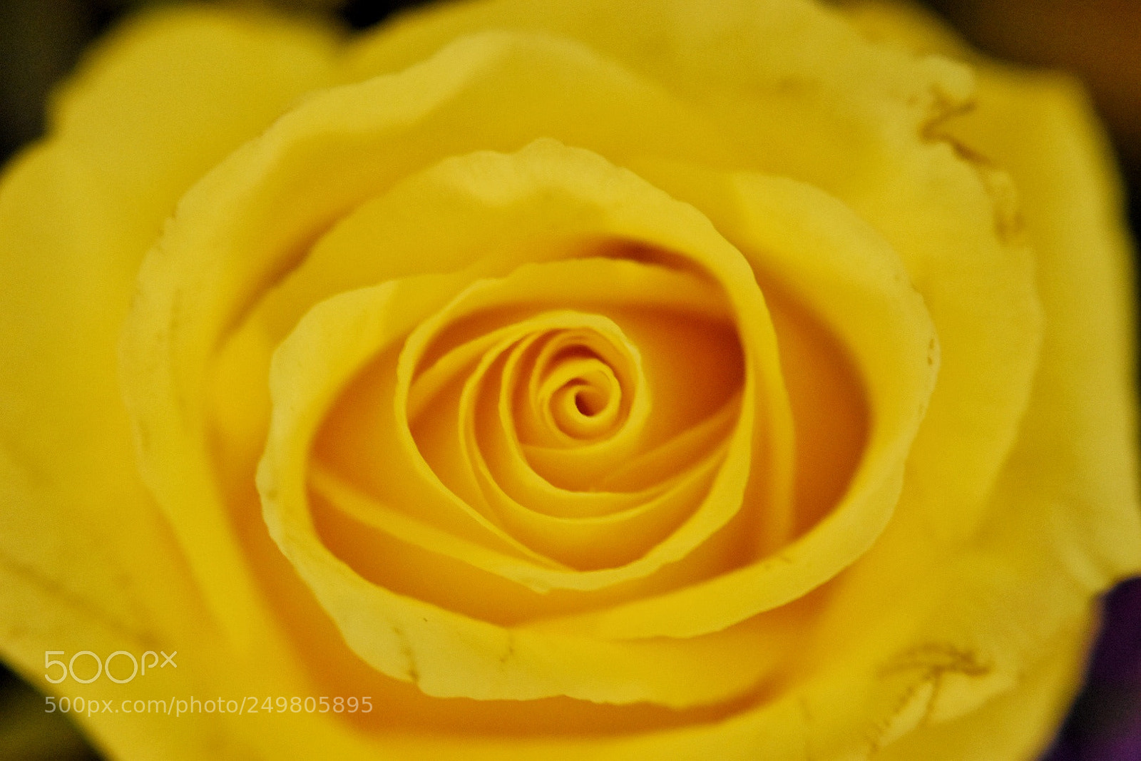 Nikon D5600 sample photo. Rose photography