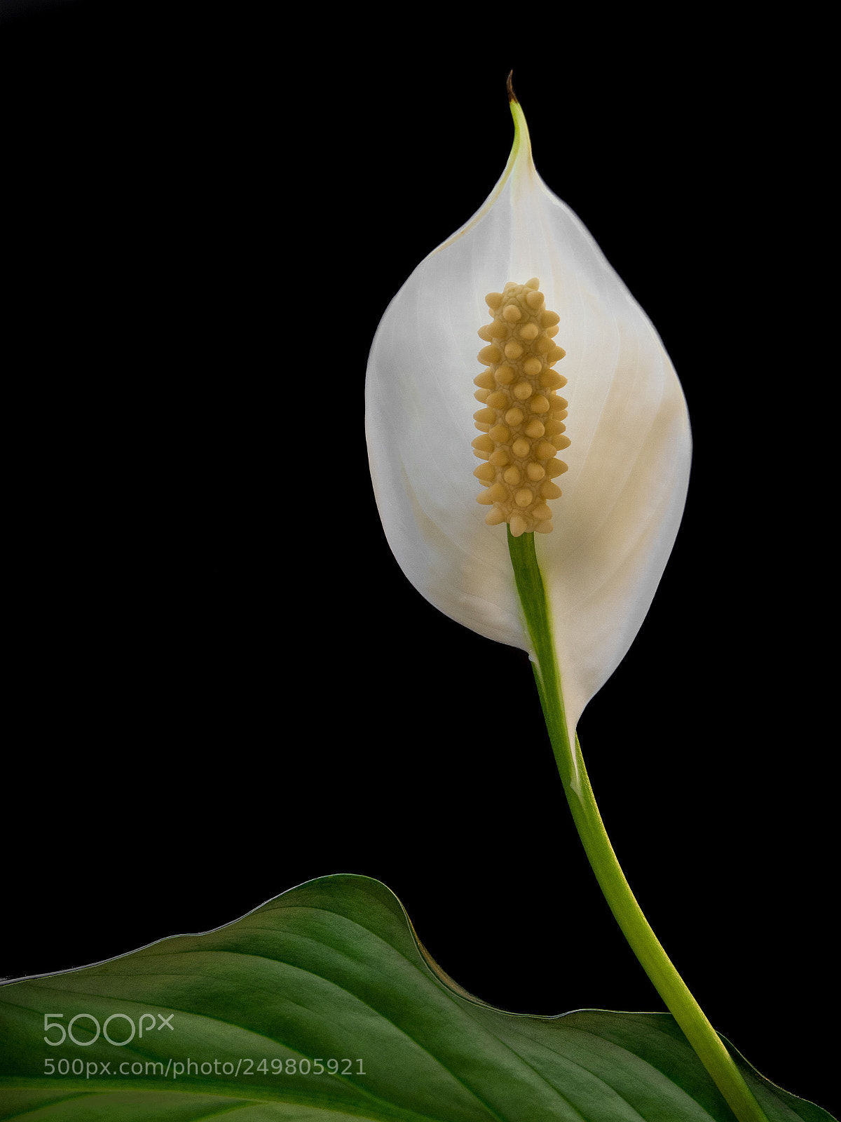 Olympus OM-D E-M10 II sample photo. Peace lily past perfection photography
